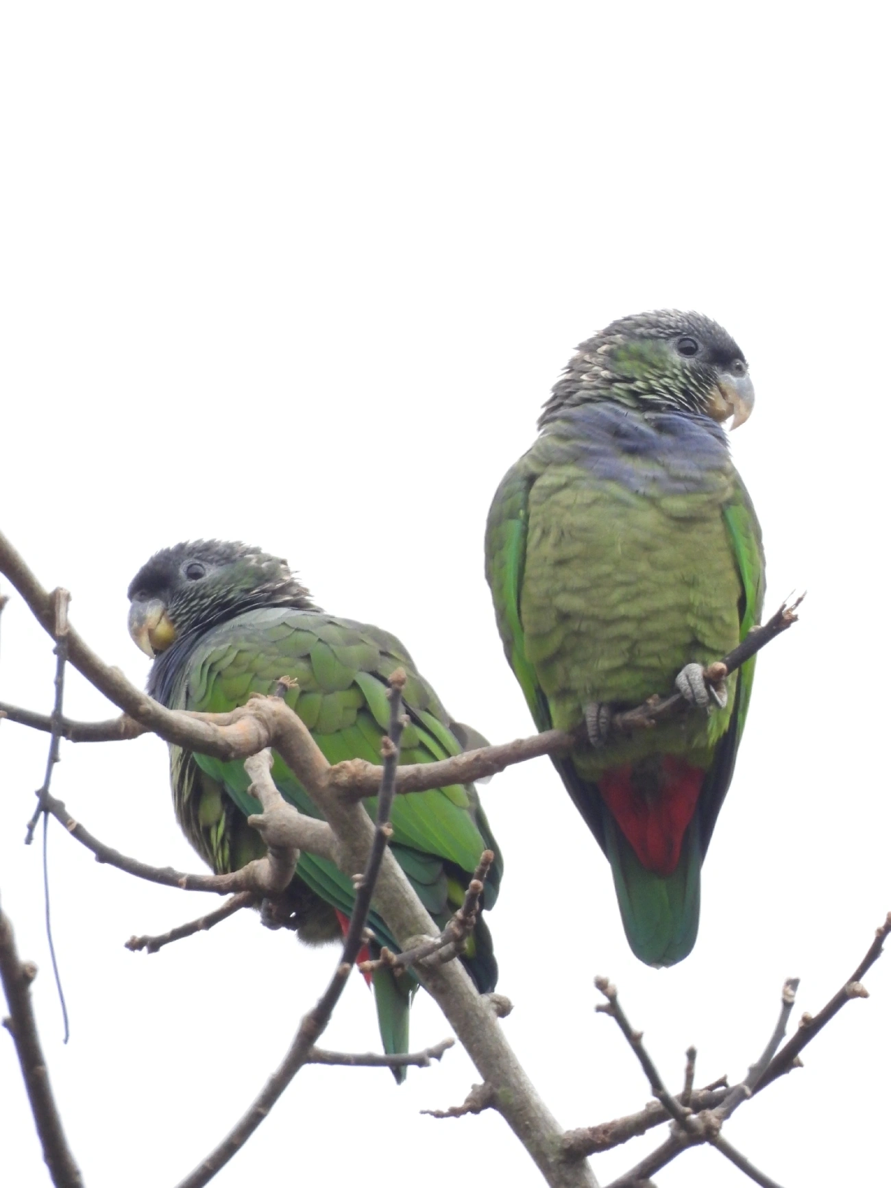 Maitaca-verde (Pionus maximiliani), aves, fotografado em Catuçaba, São Luíz do Paraitinga
