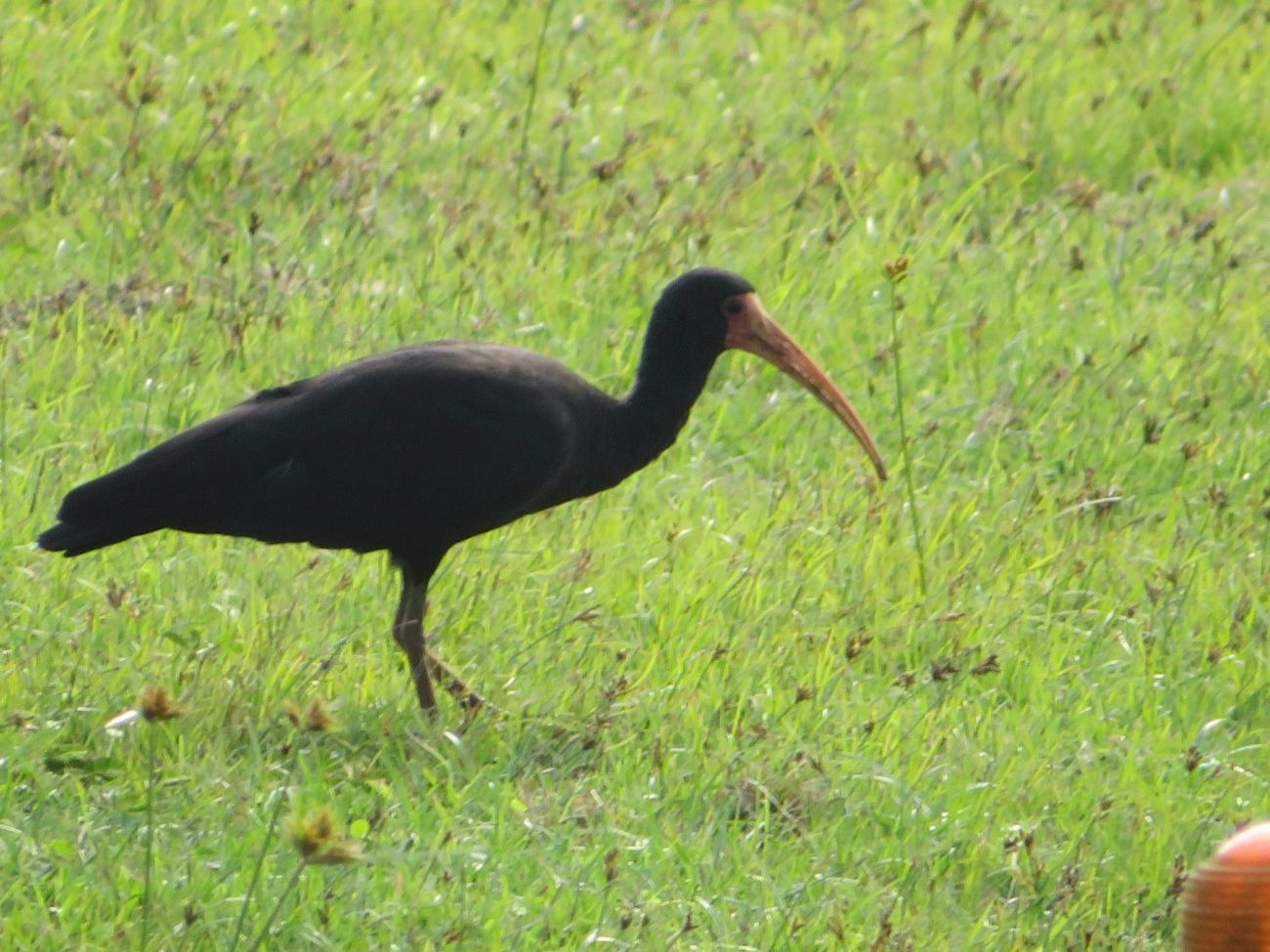 Tapicuru (Phimosus infuscatus), aves, fotografado em Maresias, São Sebastião