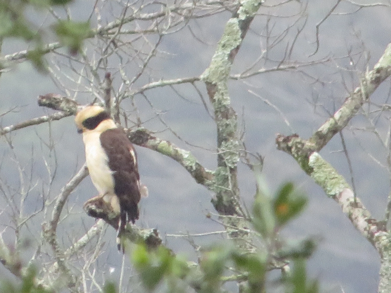 Acauã (Herpetotheres cachinnans), aves, fotografado em Maresias, São Sebastião