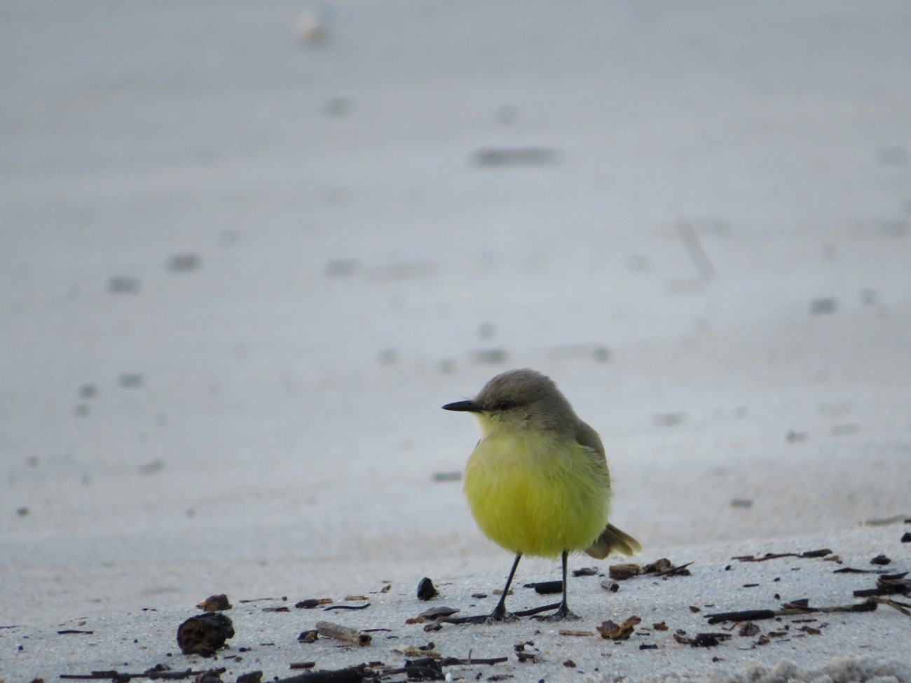 Suiriri-cavaleiro (Machetornis rixosa), aves, fotografado em Maresias, São Sebastião