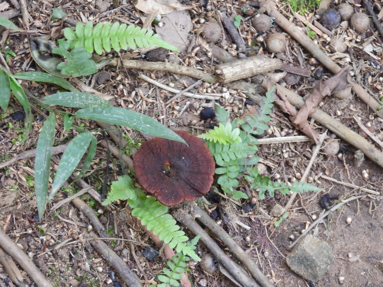 Amauroderma, fungos, fotografado em Queluz