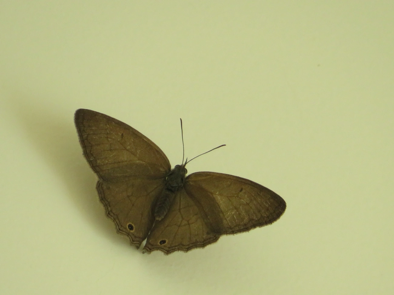 Euptychiina, insetos, fotografado em Maresias, São Sebastião