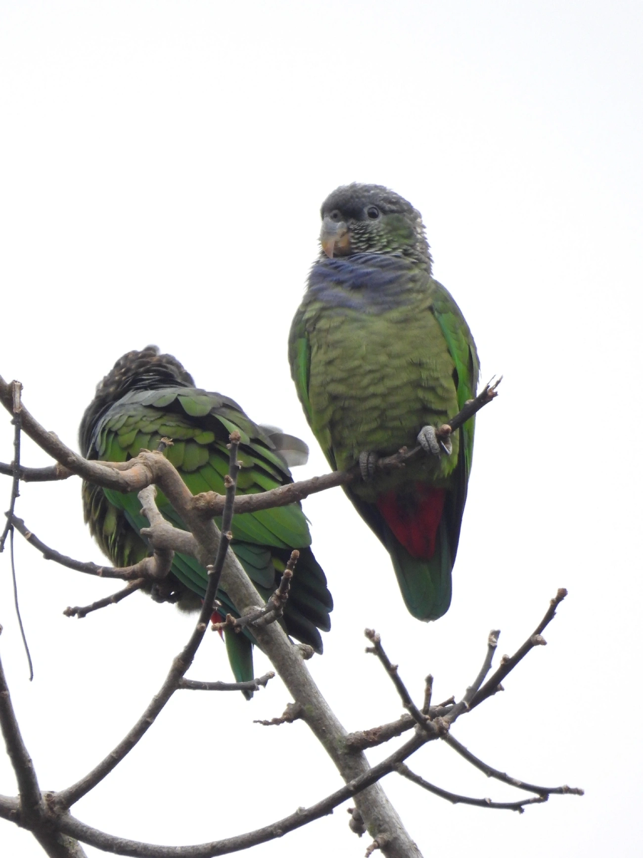Maitaca-verde (Pionus maximiliani), aves, fotografado em Catuçaba, São Luíz do Paraitinga