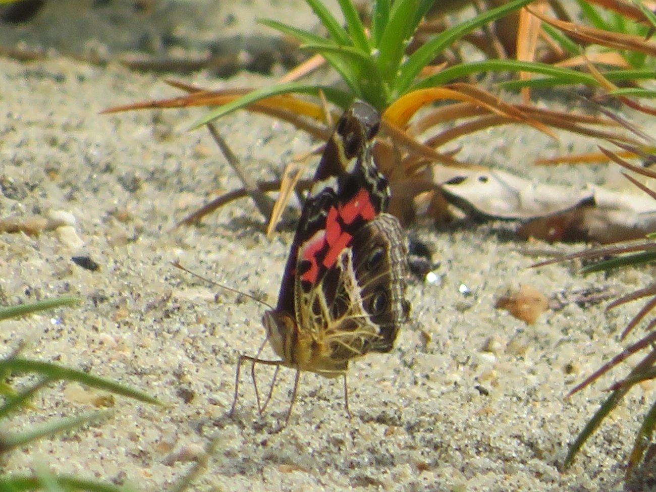 Dama-bandeada (Vanessa myrinna), insetos, fotografado em Mocóca