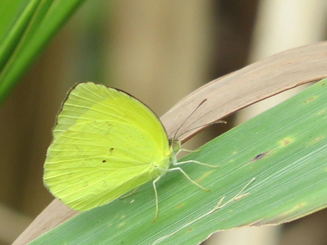 Eurema, insetos, fotografado em Maresias, São Sebastião