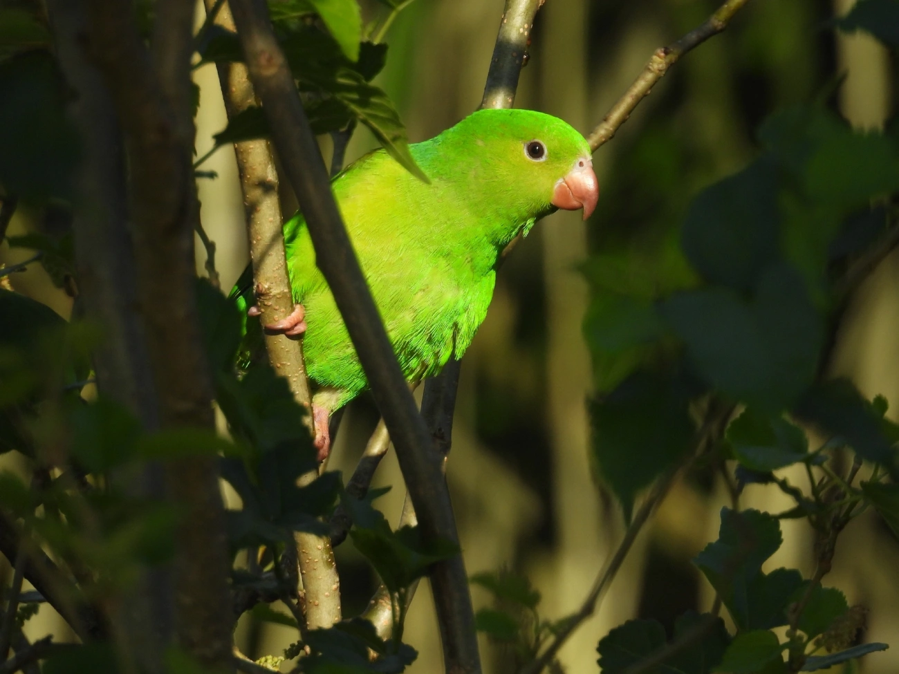 Periquito-rico (Brotogeris tirica), aves, fotografado em Cananéia
