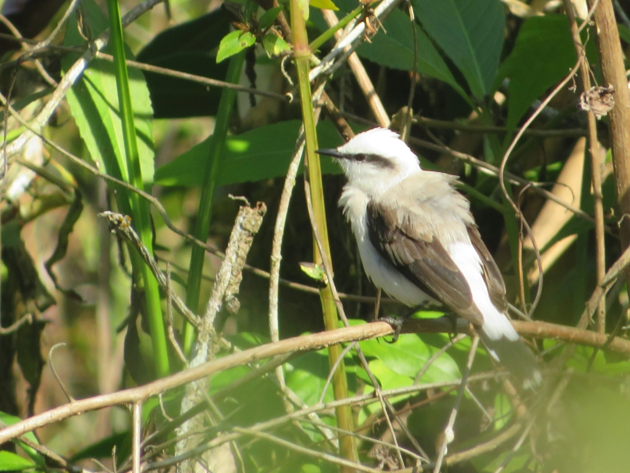 Lavadeira-mascarada (Fluvicola nengeta), aves, fotografado em Maresias, São Sebastião