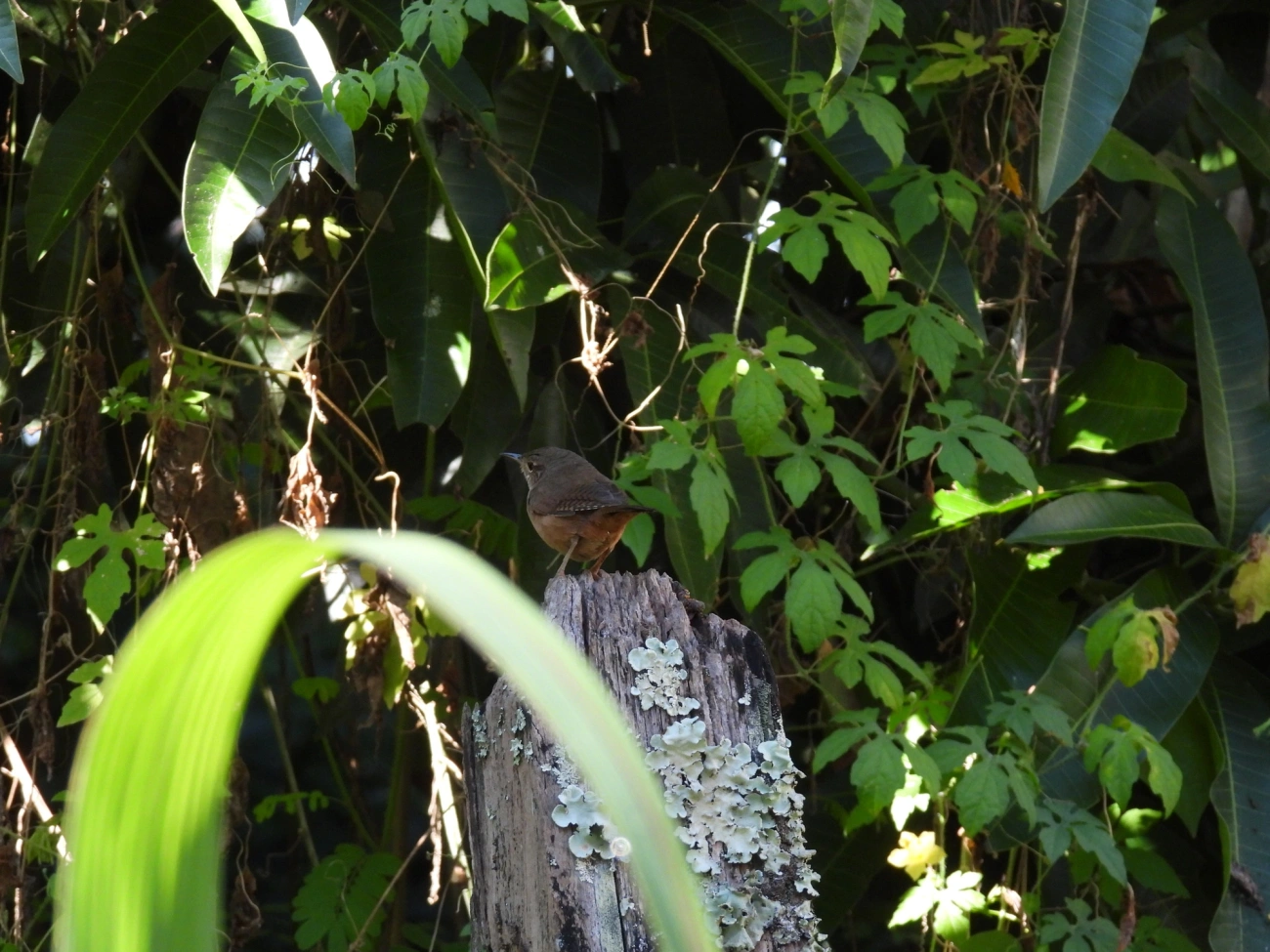 Corruíra (Troglodytes musculus), aves, fotografado em Resende