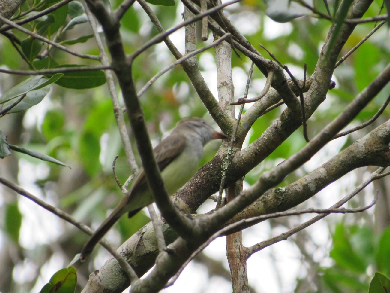 Marias-Cavaleiras e Afins (Myiarchus), aves, fotografado em Maresias, São Sebastião