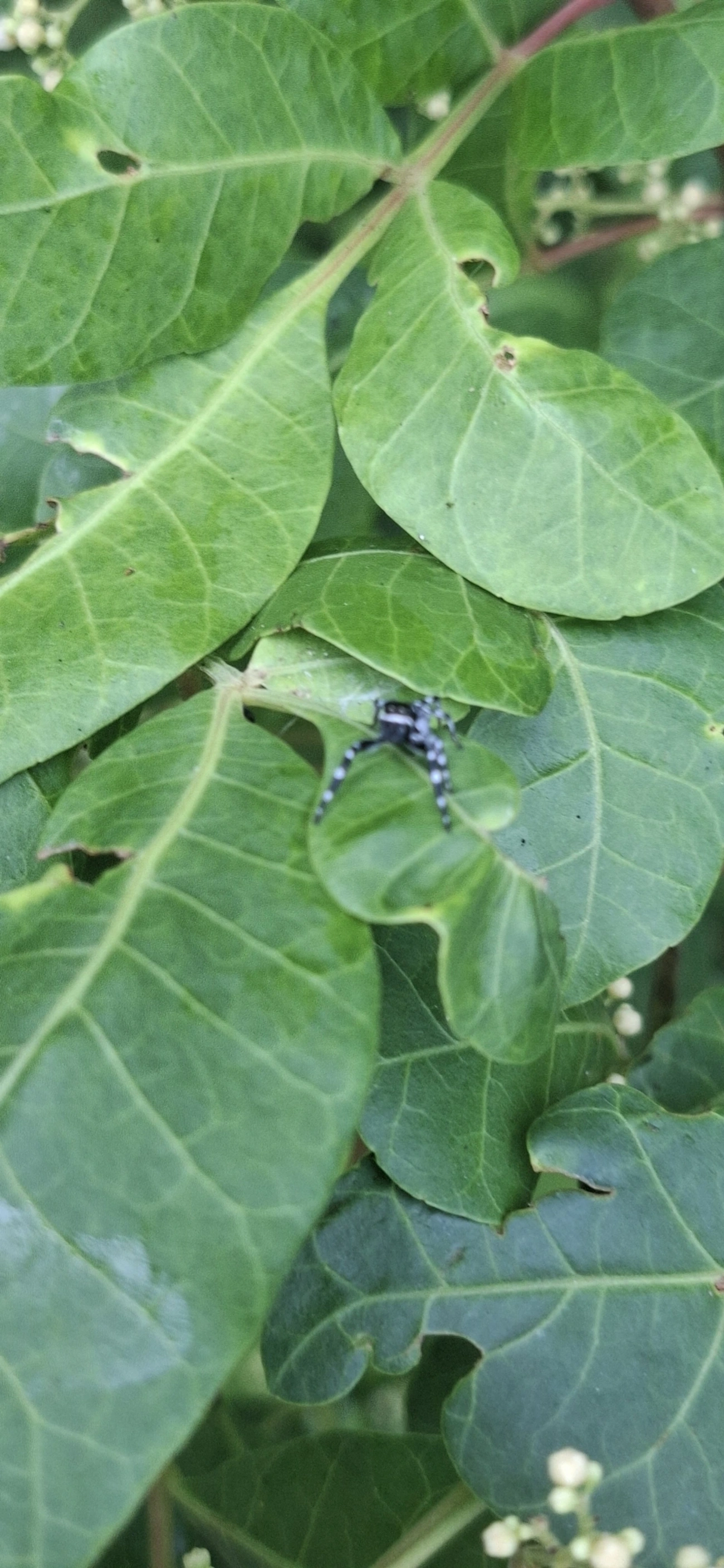 Pachomius, aracnídeos, fotografado em Maresias, São Sebastião