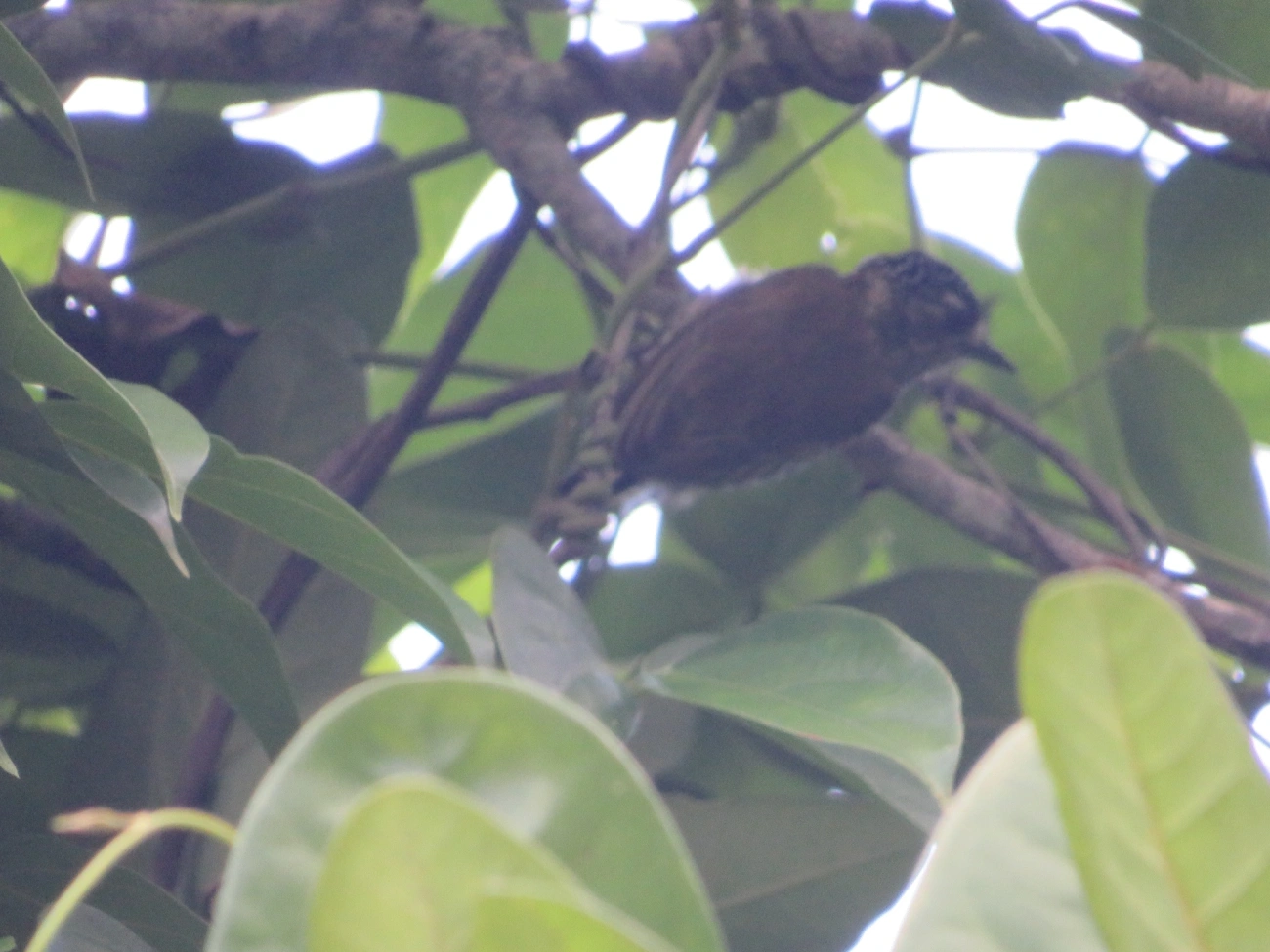 Pica-pau-anão-barrado (Picumnus cirratus), aves, fotografado em Maresias, São Sebastião