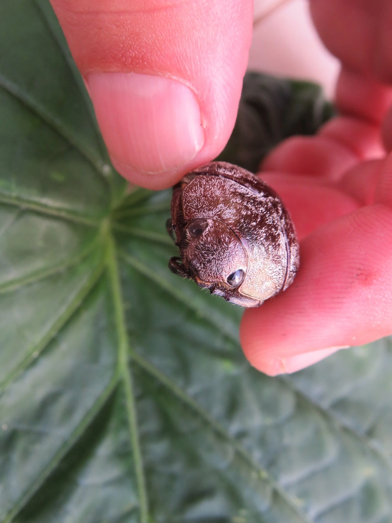 Escaravelhos (Scarabaeidae), insetos, fotografado em Maresias, São Sebastião