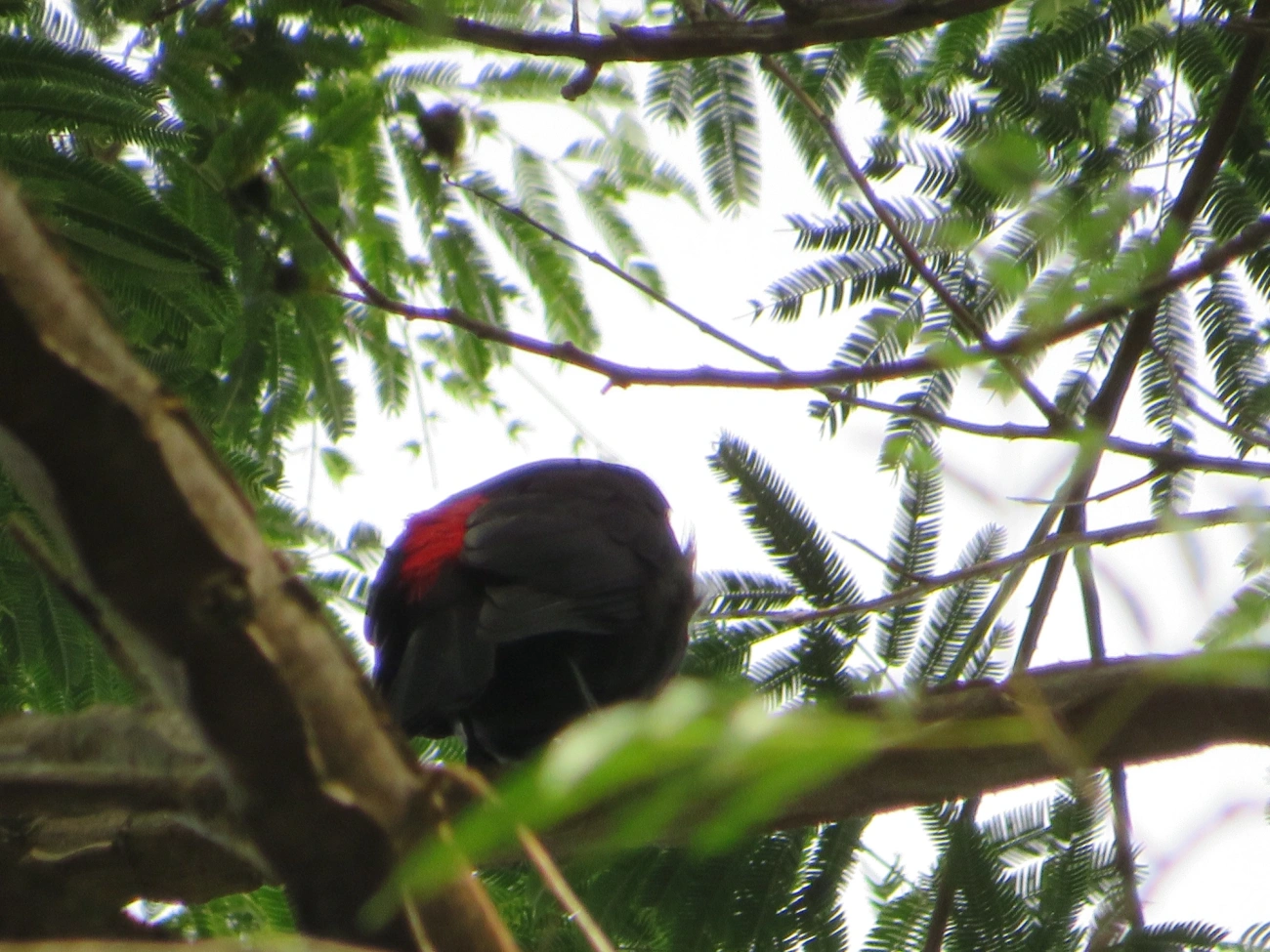 Guaxe (Cacicus haemorrhous), aves, fotografado em Maresias, São Sebastião