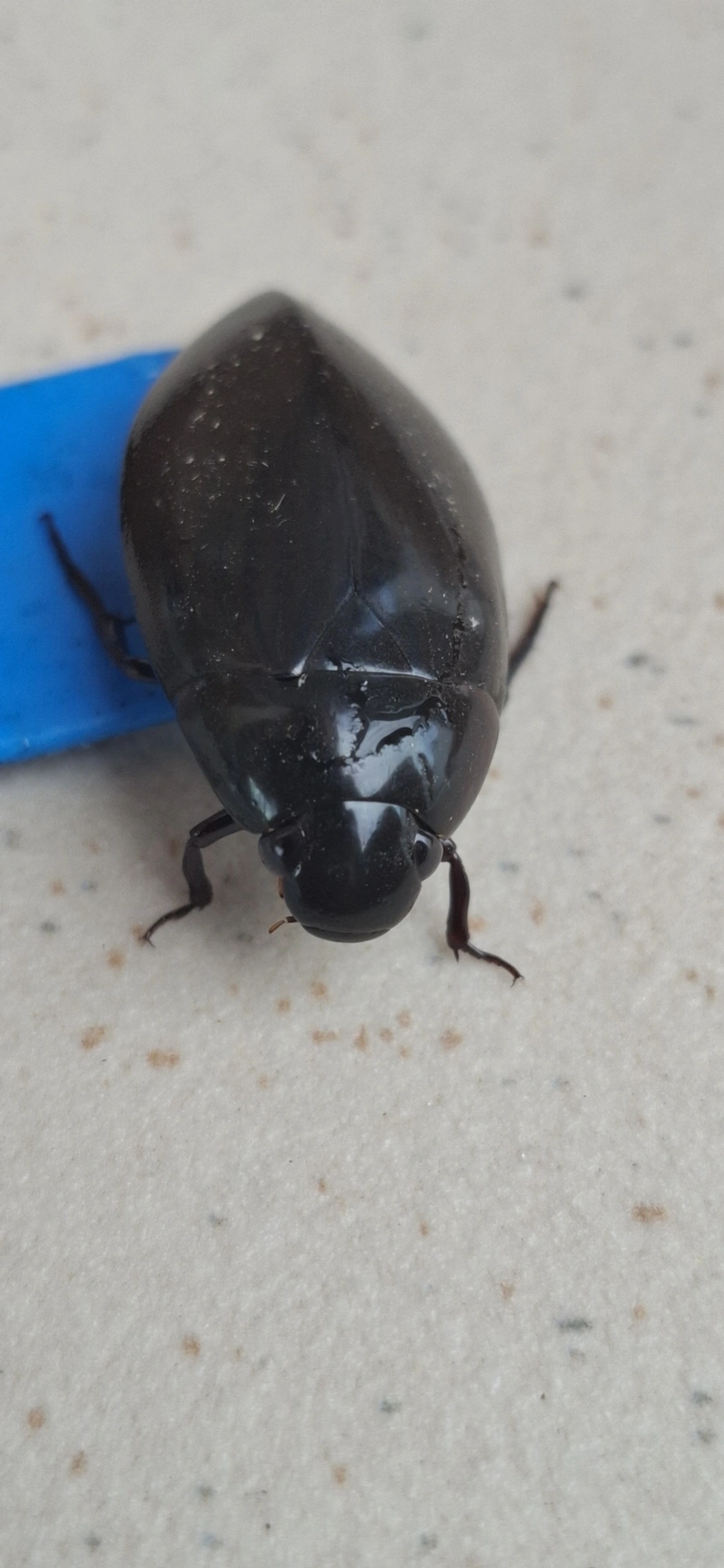 Hydrophilus, insetos, fotografado em Maresias, São Sebastião