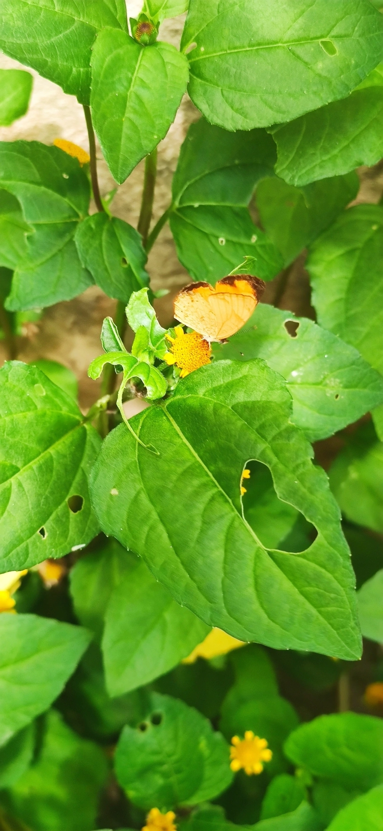 Tegosa claudina, insetos, fotografado em Maresias, São Sebastião