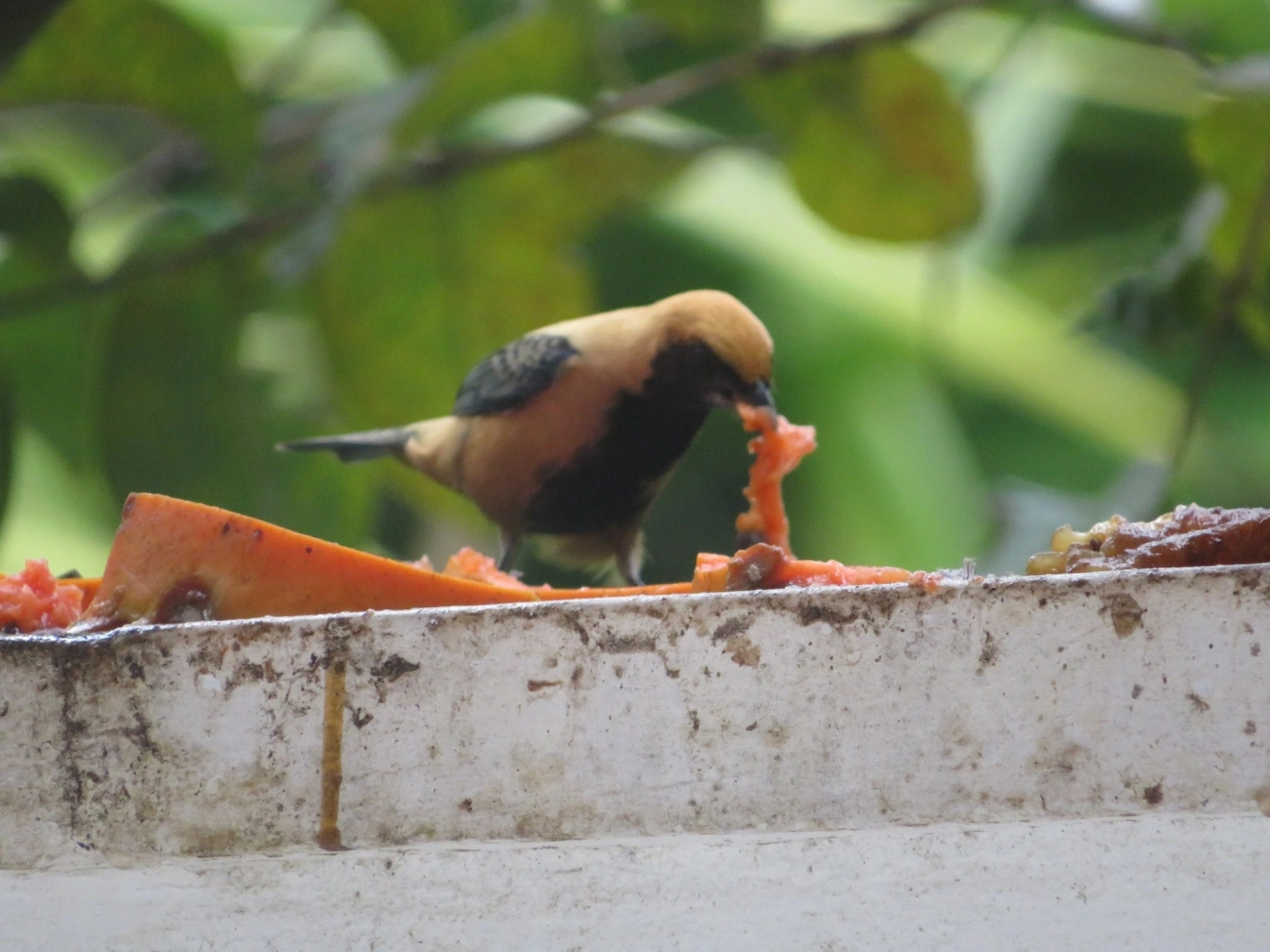 Saíra-amarela (Stilpnia cayana), aves, fotografado em Maresias, São Sebastião