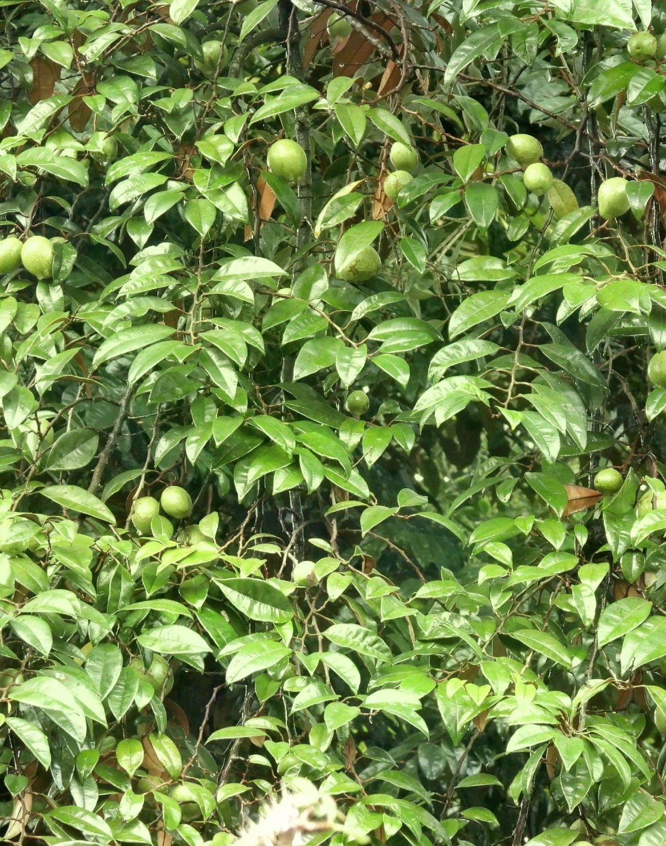 Abiu roxo (Chrysophyllum cainito), plantas, fotografado em Boiçucanga, São Sebastião