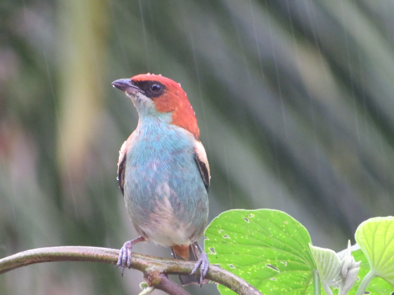 Saíra-sapucaia (Stilpnia peruviana), aves, fotografado em São Paulo