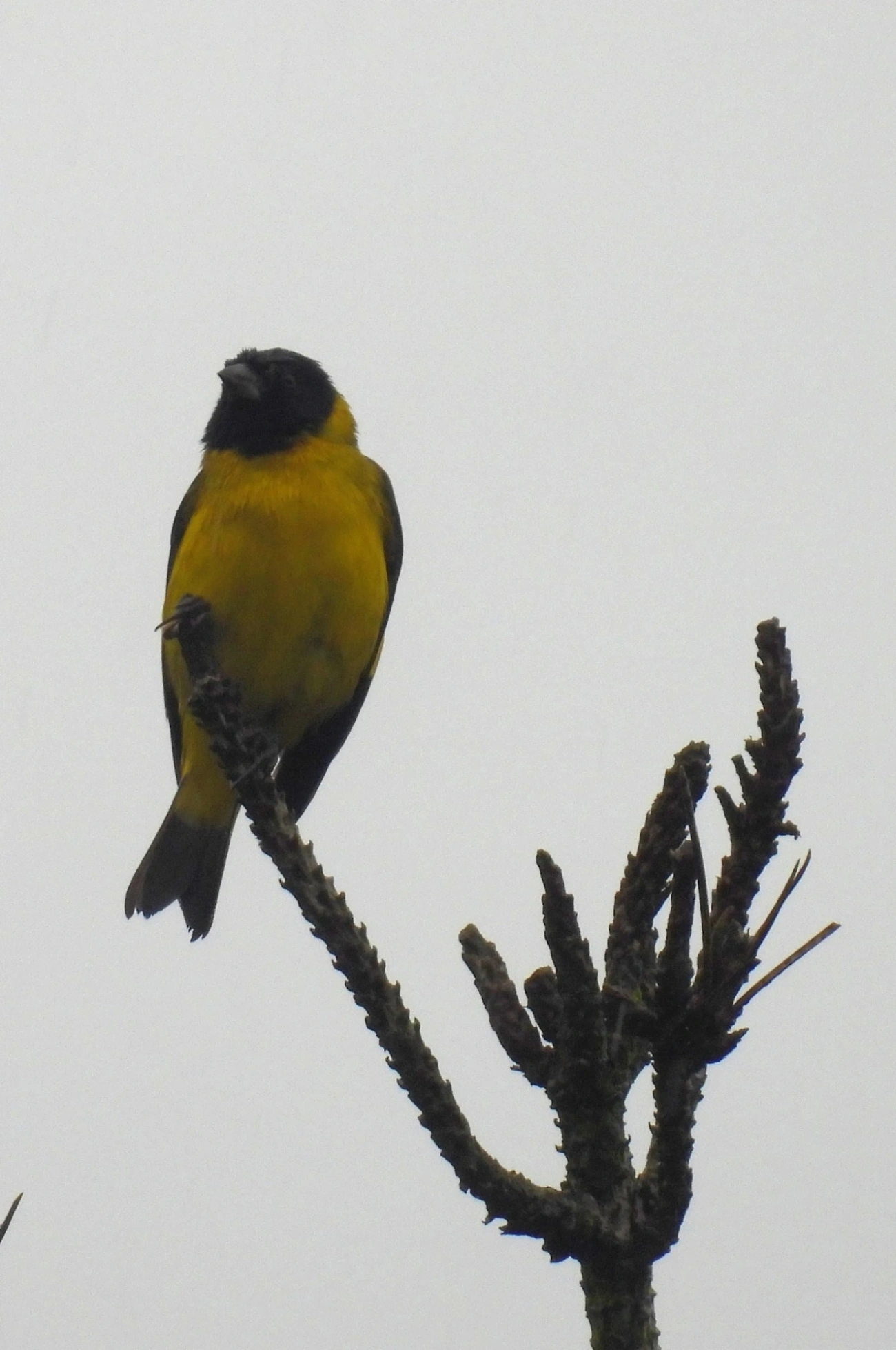 Pintassilgo (Spinus magellanicus), aves, fotografado em Santa Isabel