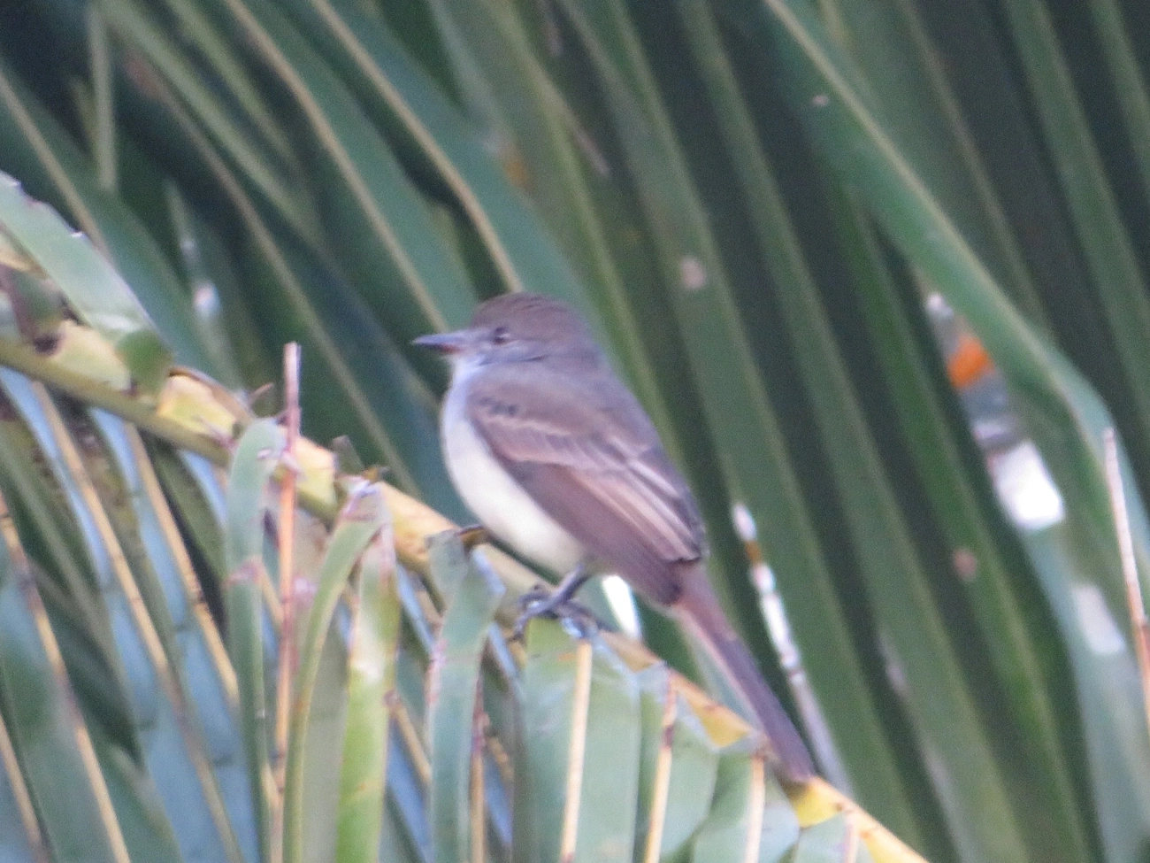 Irré (Myiarchus swainsoni), aves, fotografado em Maresias, São Sebastião