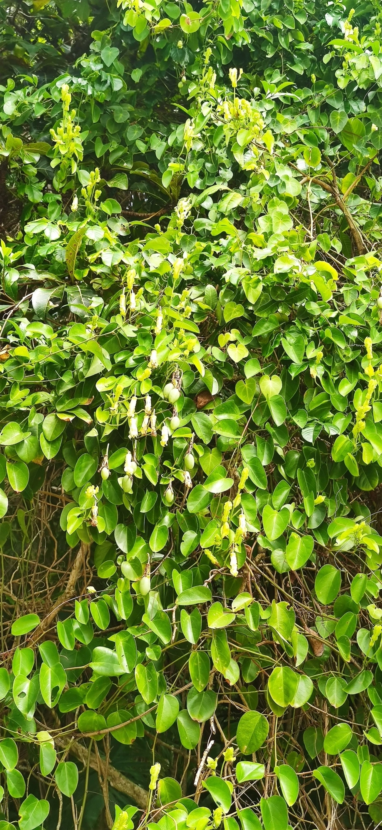 Maracujá-de-restinga (Passiflora mucronata), plantas, fotografado em Maresias, São Sebastião