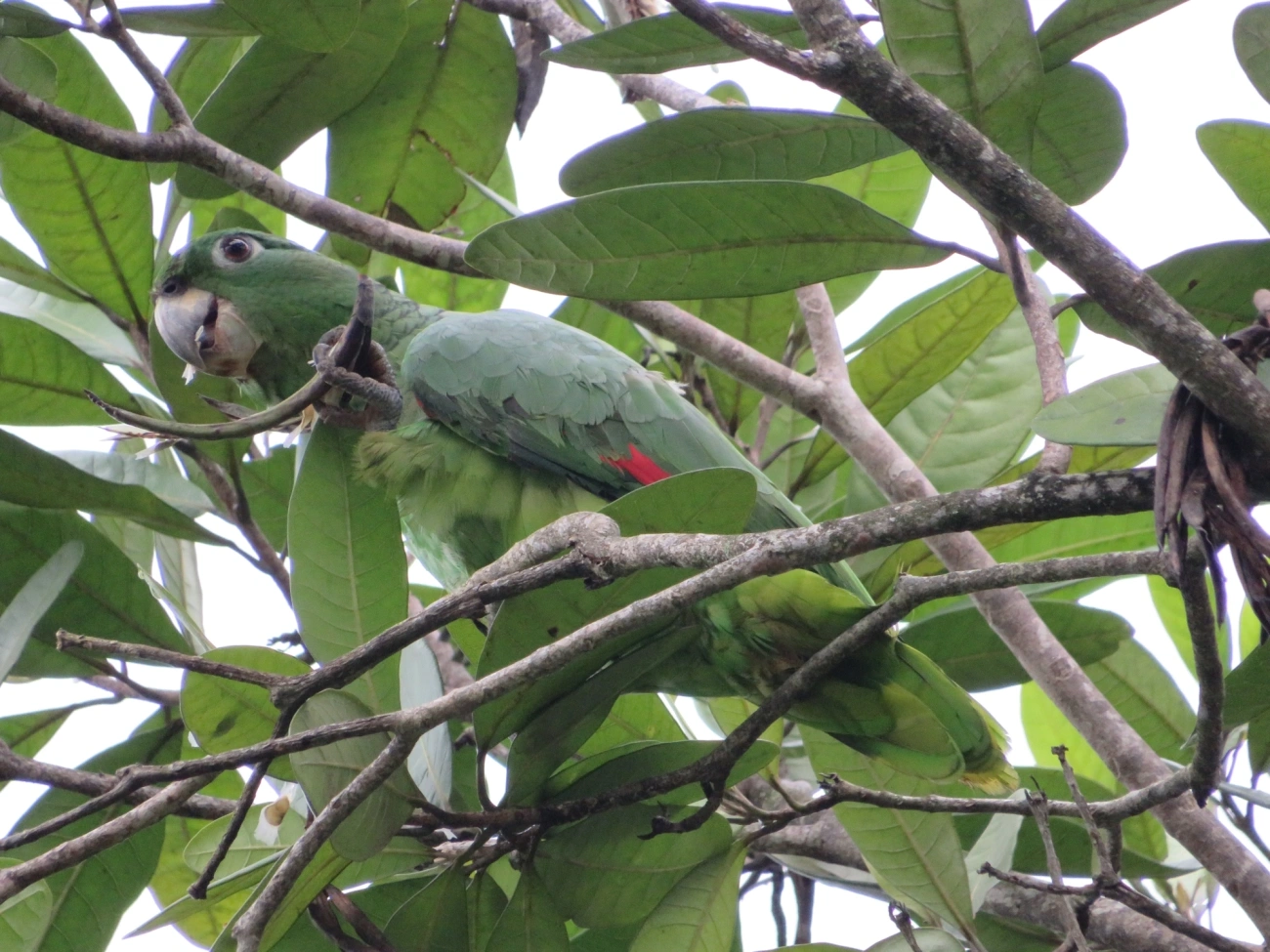 Papagaio-moleiro (Amazona farinosa), aves, fotografado em São Sebastião