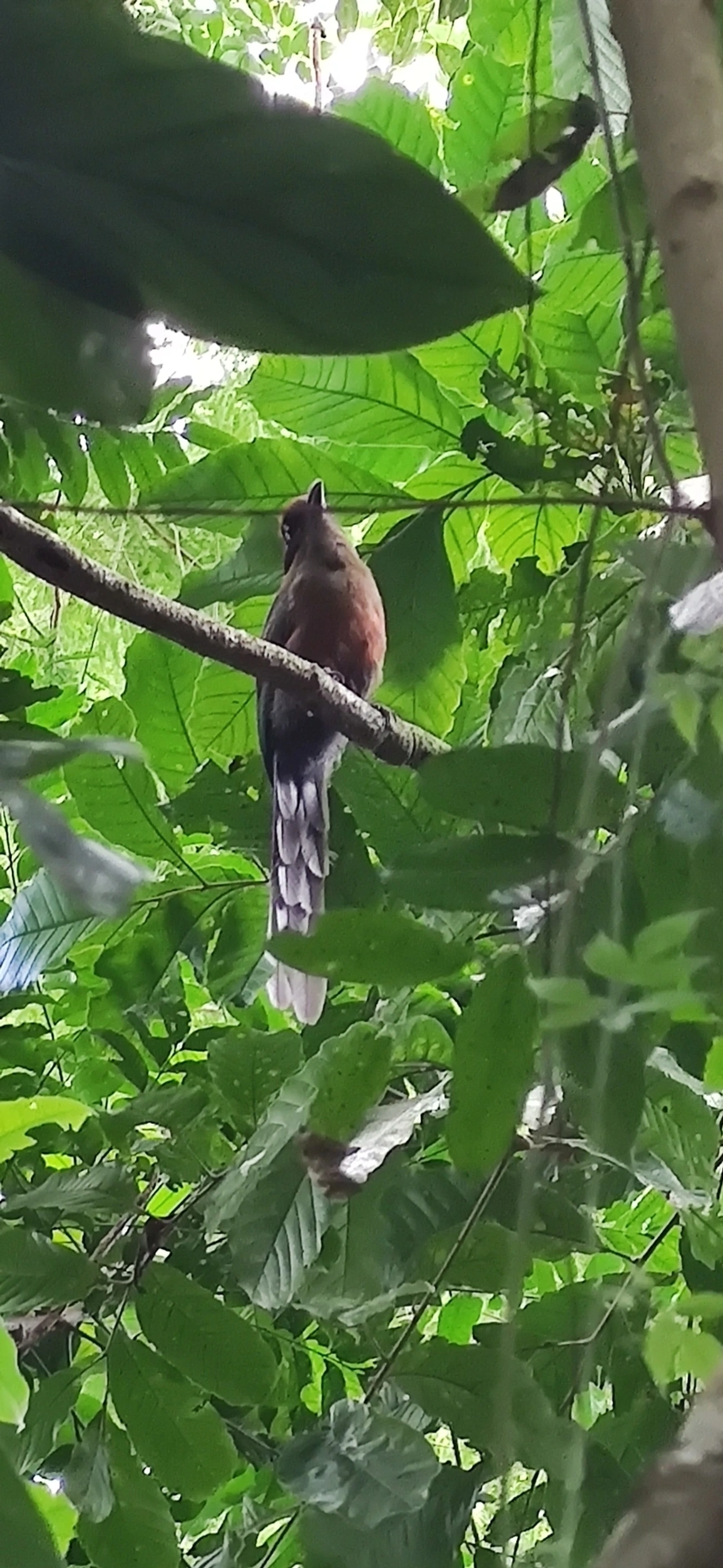 Juruva (Baryphthengus ruficapillus), aves, fotografado em Maresias, São Sebastião