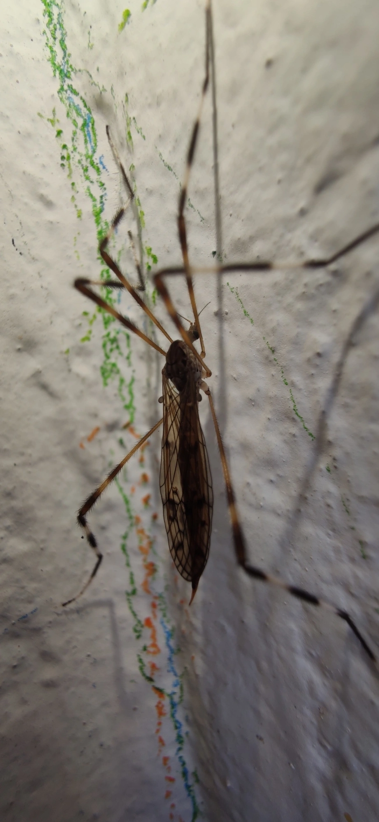 Lecteria bicornuta, insetos, fotografado em Maresias, São Sebastião