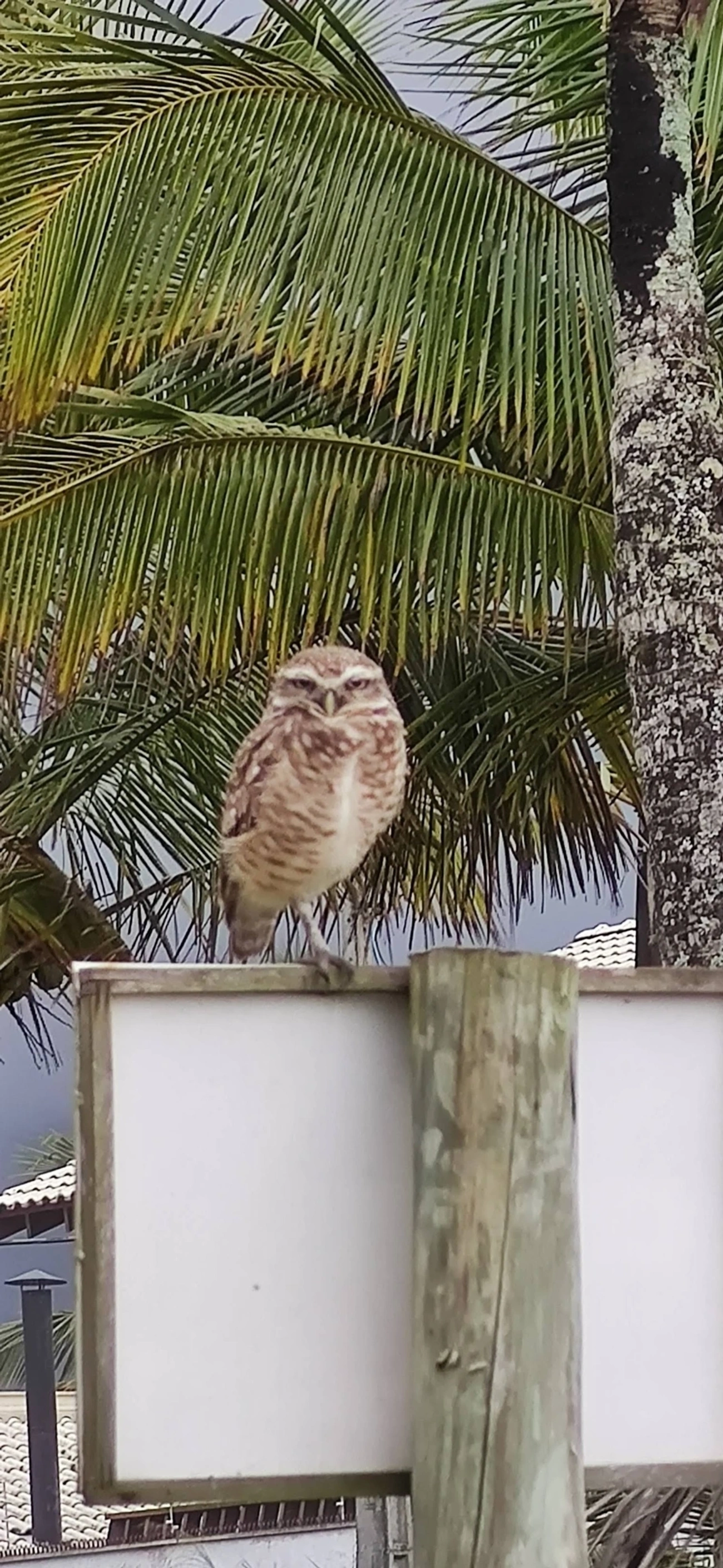 Coruja-buraqueira (Athene cunicularia), aves, fotografado em Caraguatatuba