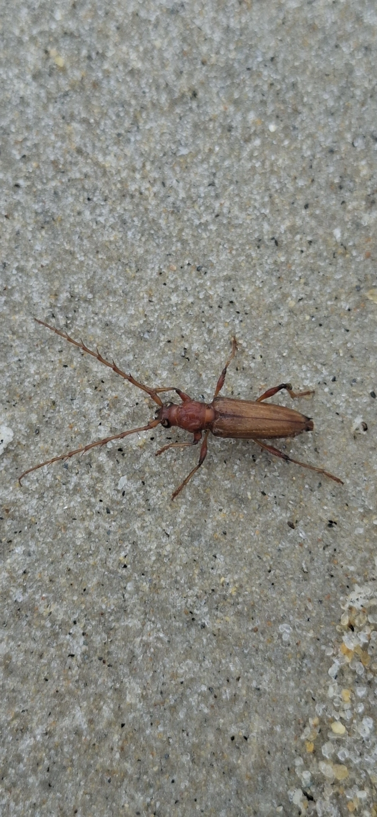 Cerambycinae, insetos, fotografado em São Sebastião