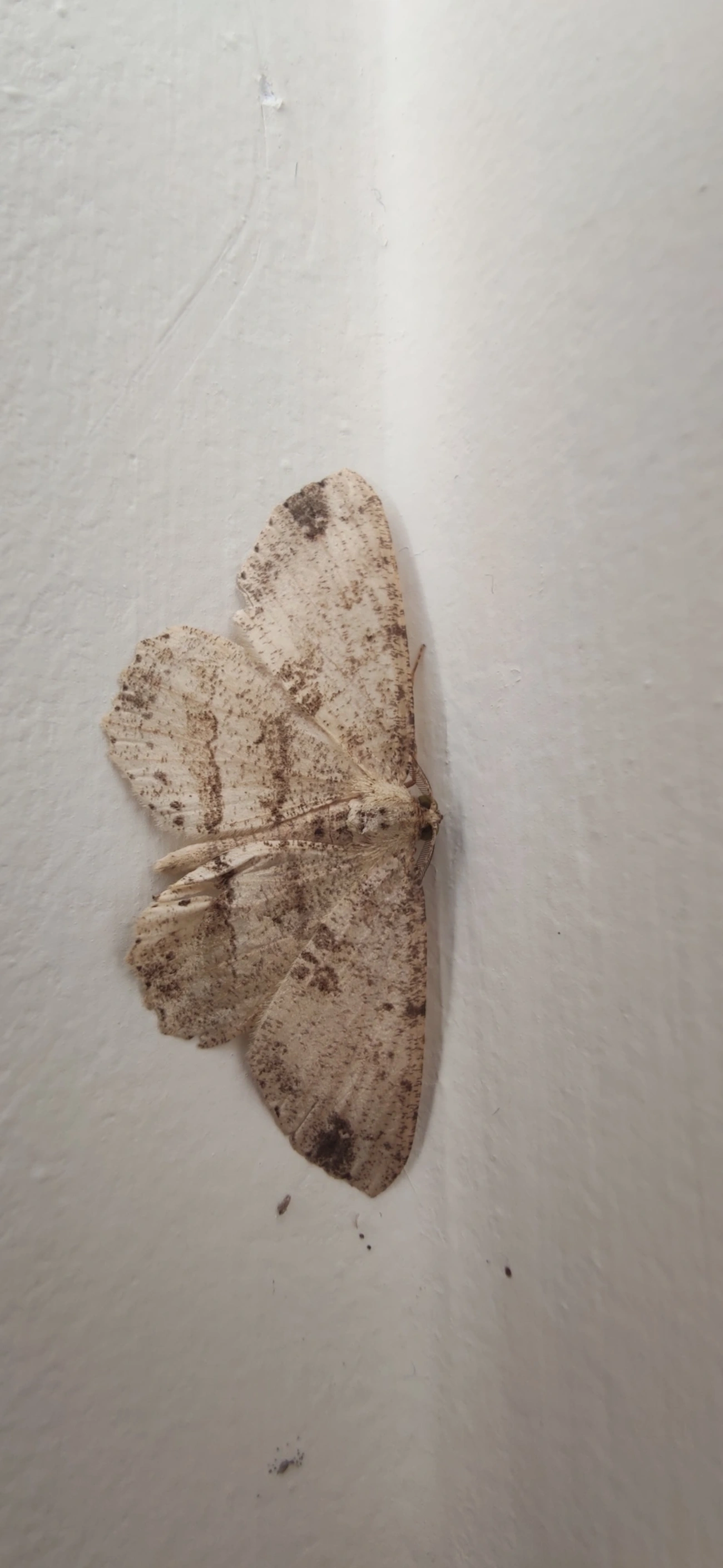Melanolophia, insetos, fotografado em Maresias, São Sebastião