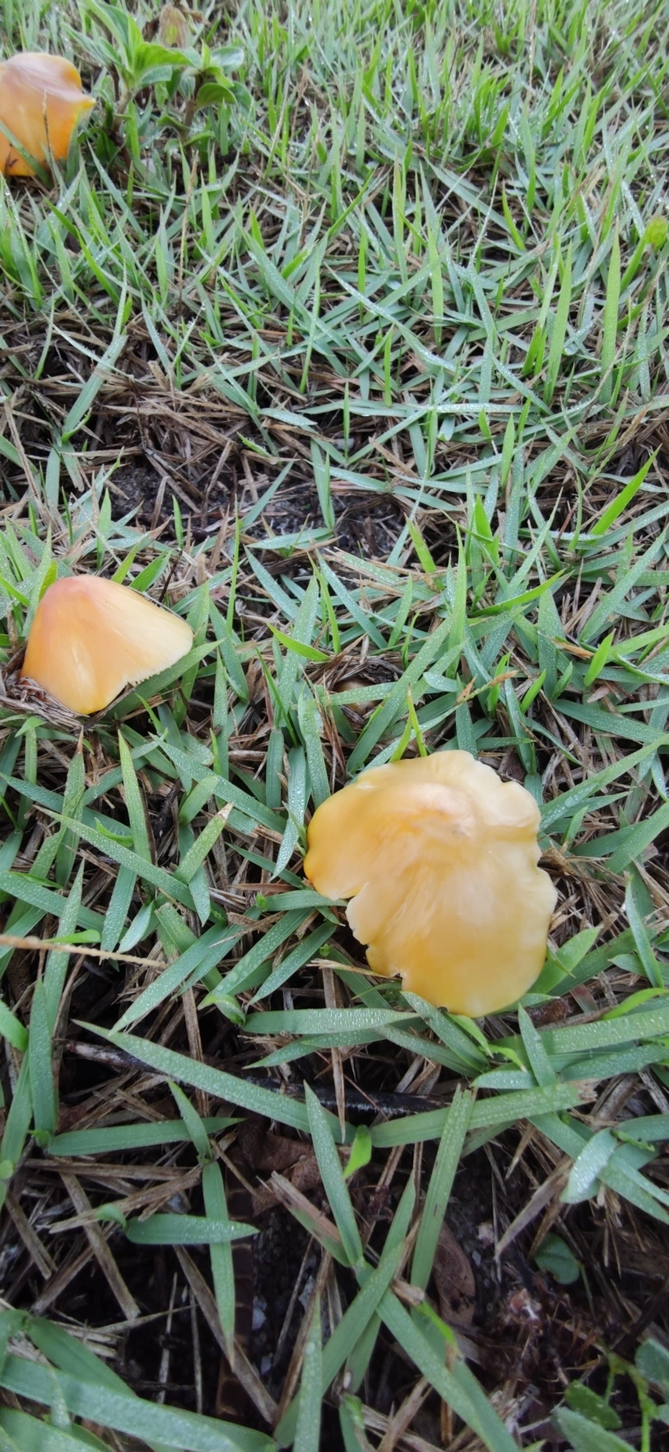 Chapéu-de-bruxa (Hygrocybe conica), fungos, fotografado em Maresias, São Sebastião