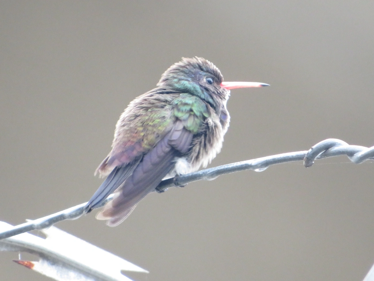 Beija-flor-roxo (Chlorestes cyanus), aves, fotografado em Maresias, São Sebastião