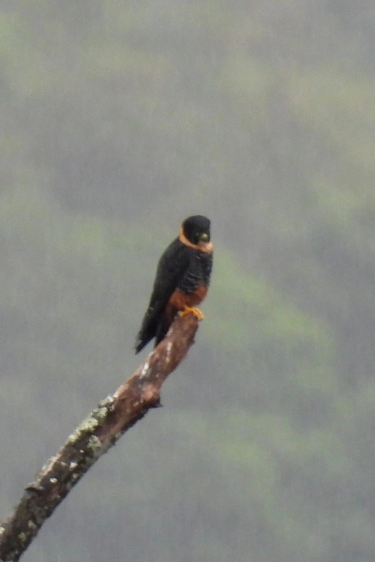 Cauré (Falco rufigularis), aves, fotografado em Maresias, São Sebastião