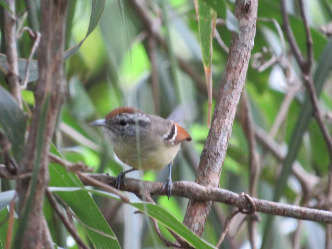 Chorozinho-de-Asa-Vermelha (Herpsilochmus rufimarginatus), aves, fotografado em Maresias, São Sebastião