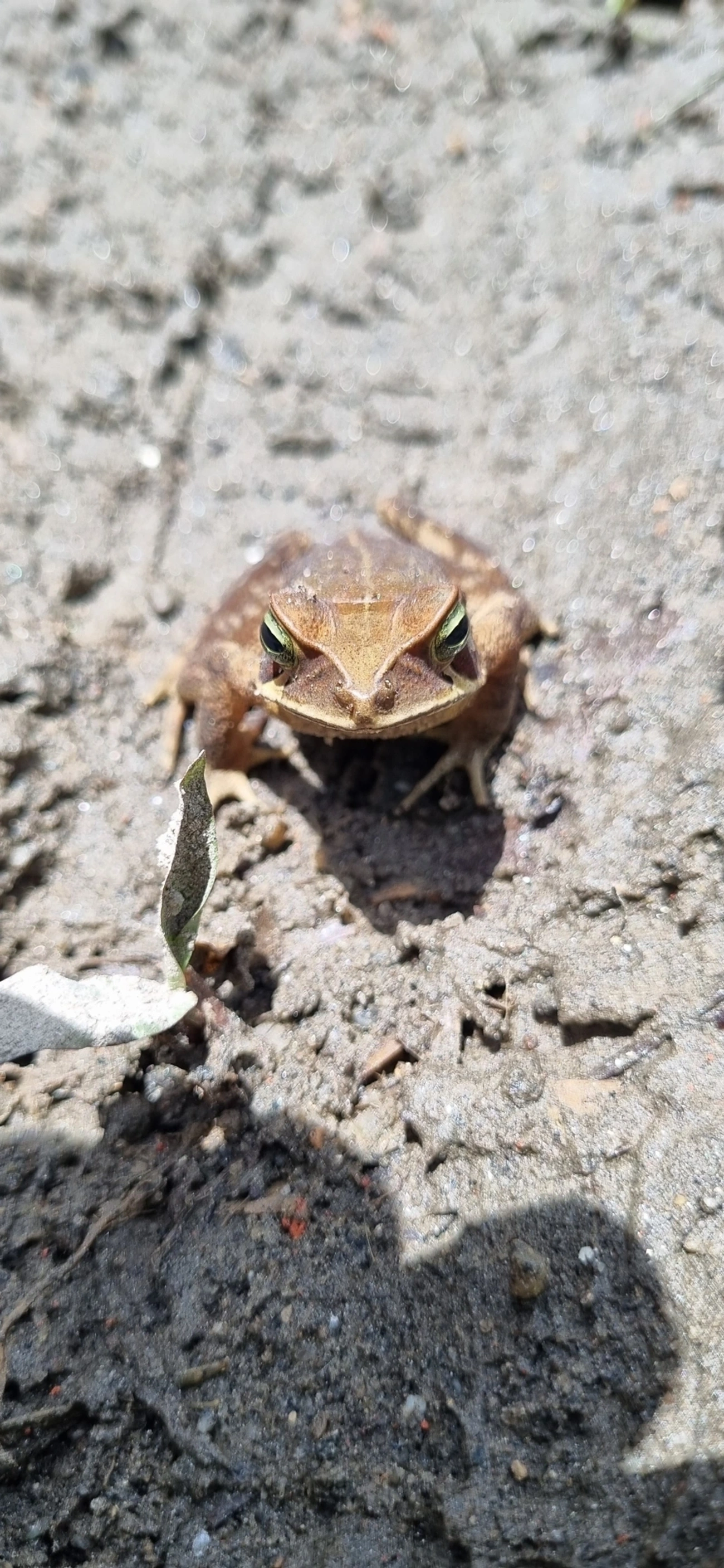 Sapo-de-floresta (Rhinella ornata), anfíbios, fotografado em Maresias, São Sebastião