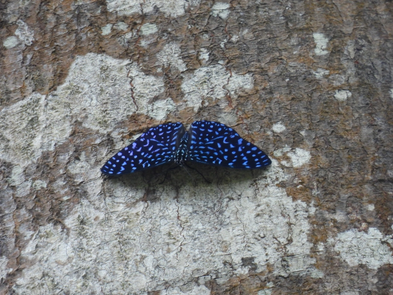 Borboleta-Pororó-Azul (Hamadryas arete), insetos, fotografado em Cabreúva