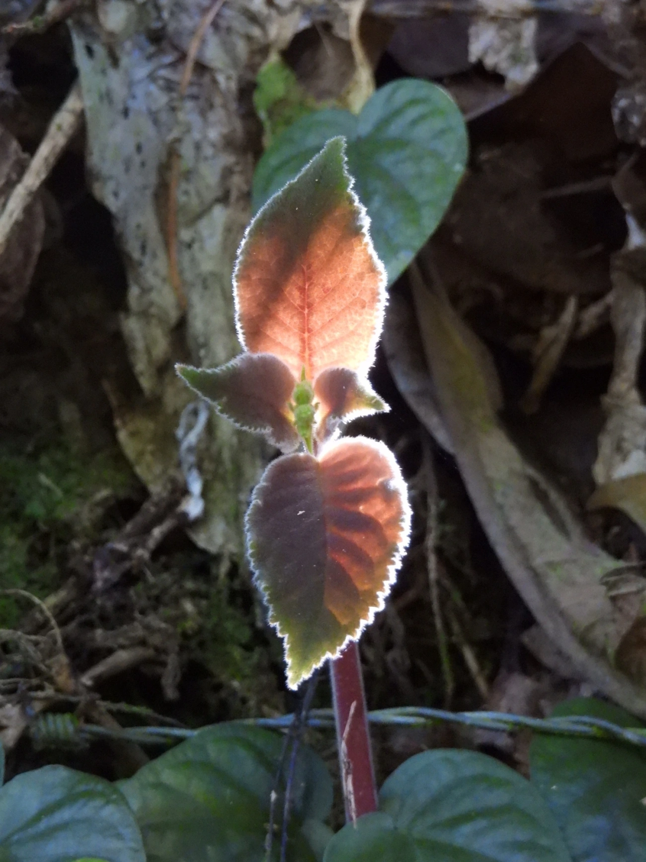 Plantas (Plantae), plantas, fotografado em Viana, Ilhabela