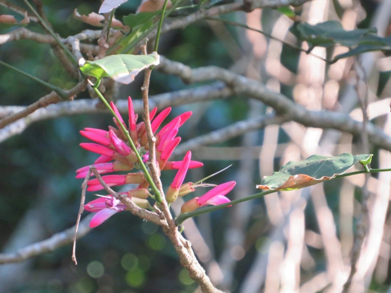Dahlstedtia pinnata, plantas, fotografado em Maresias, São Sebastião