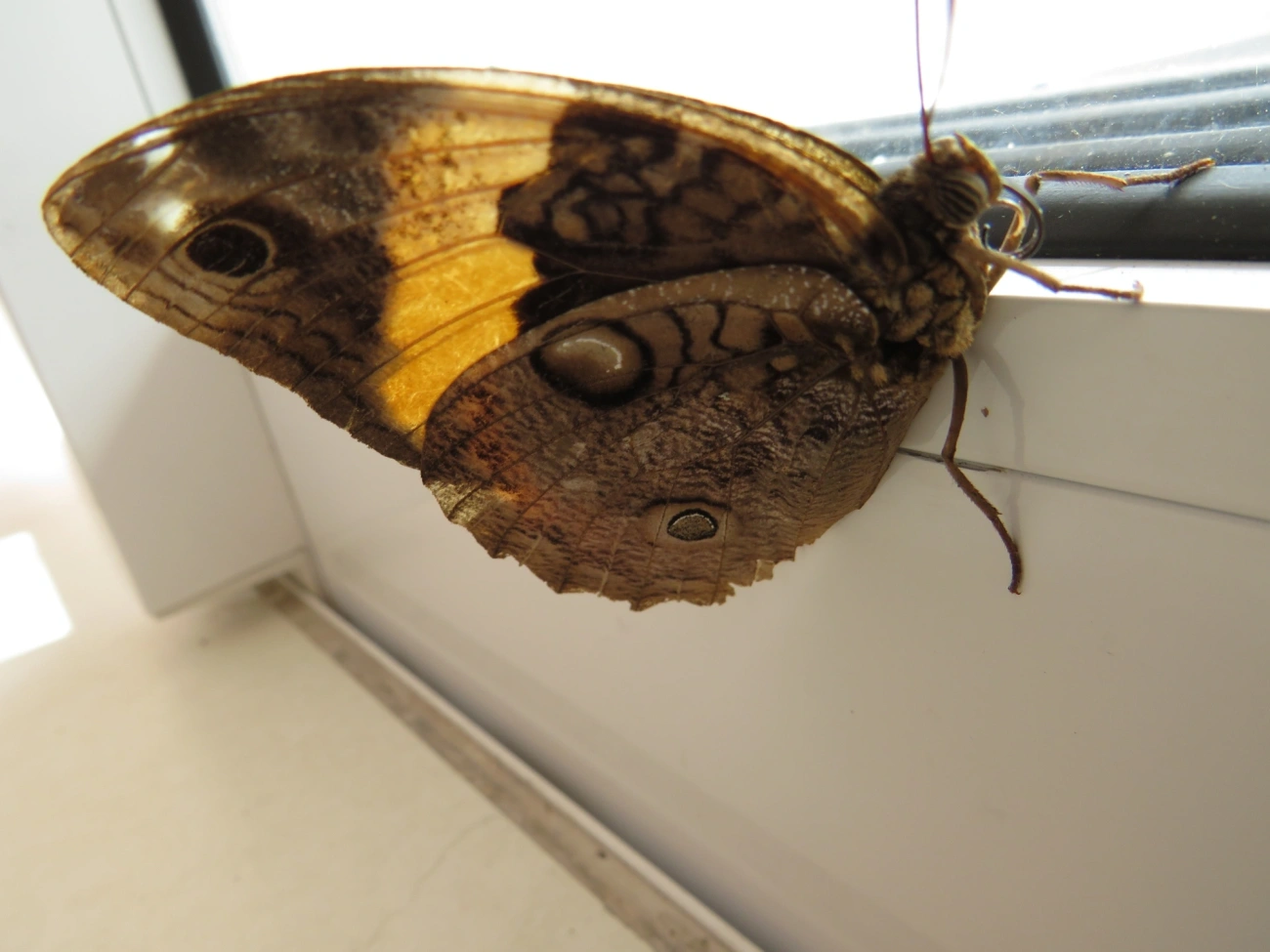 Opsiphanes, insetos, fotografado em Maresias, São Sebastião