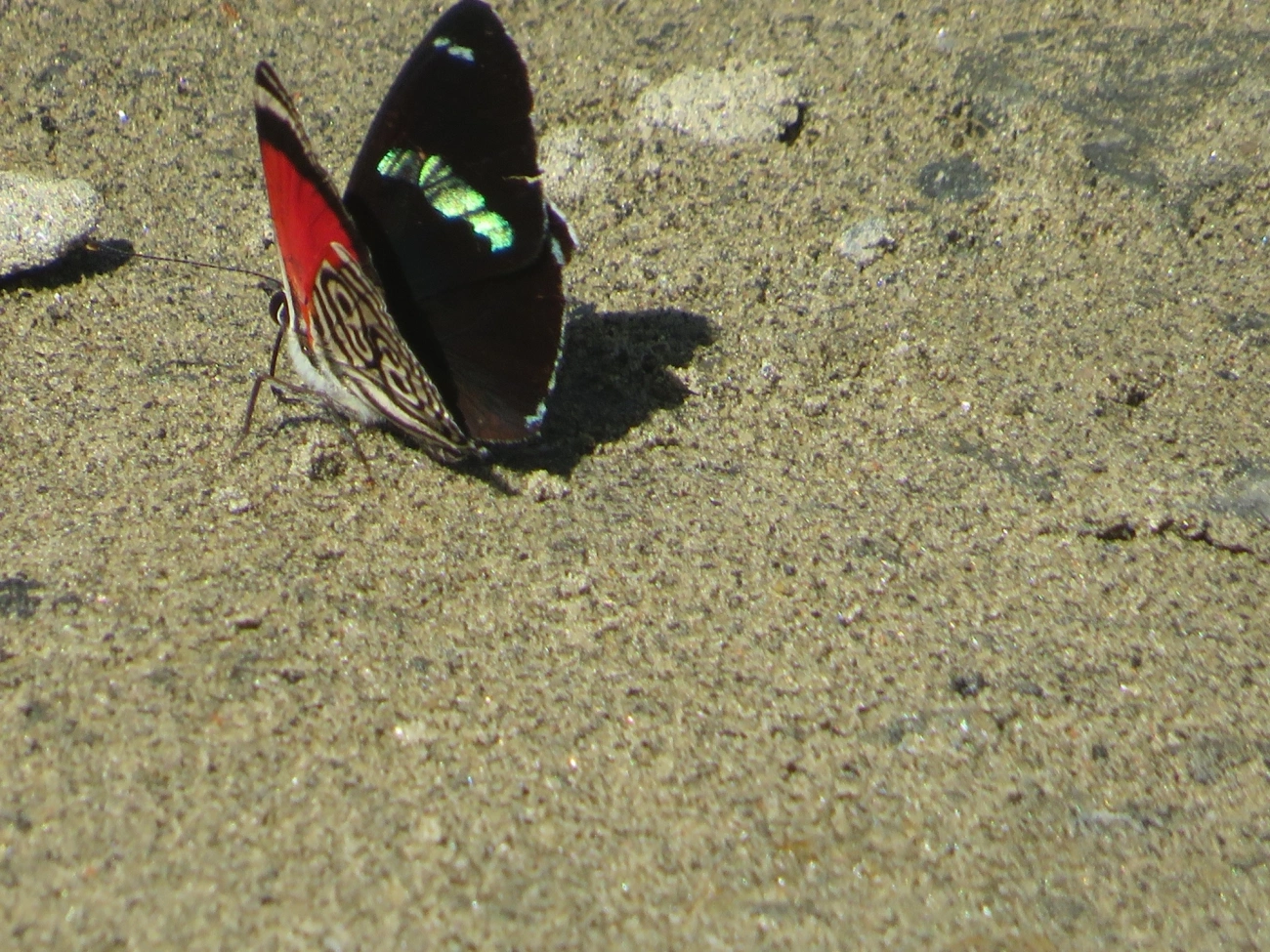 Borboleta-oitenta-e-oito (Diaethria clymena), insetos, fotografado em Maresias, São Sebastião