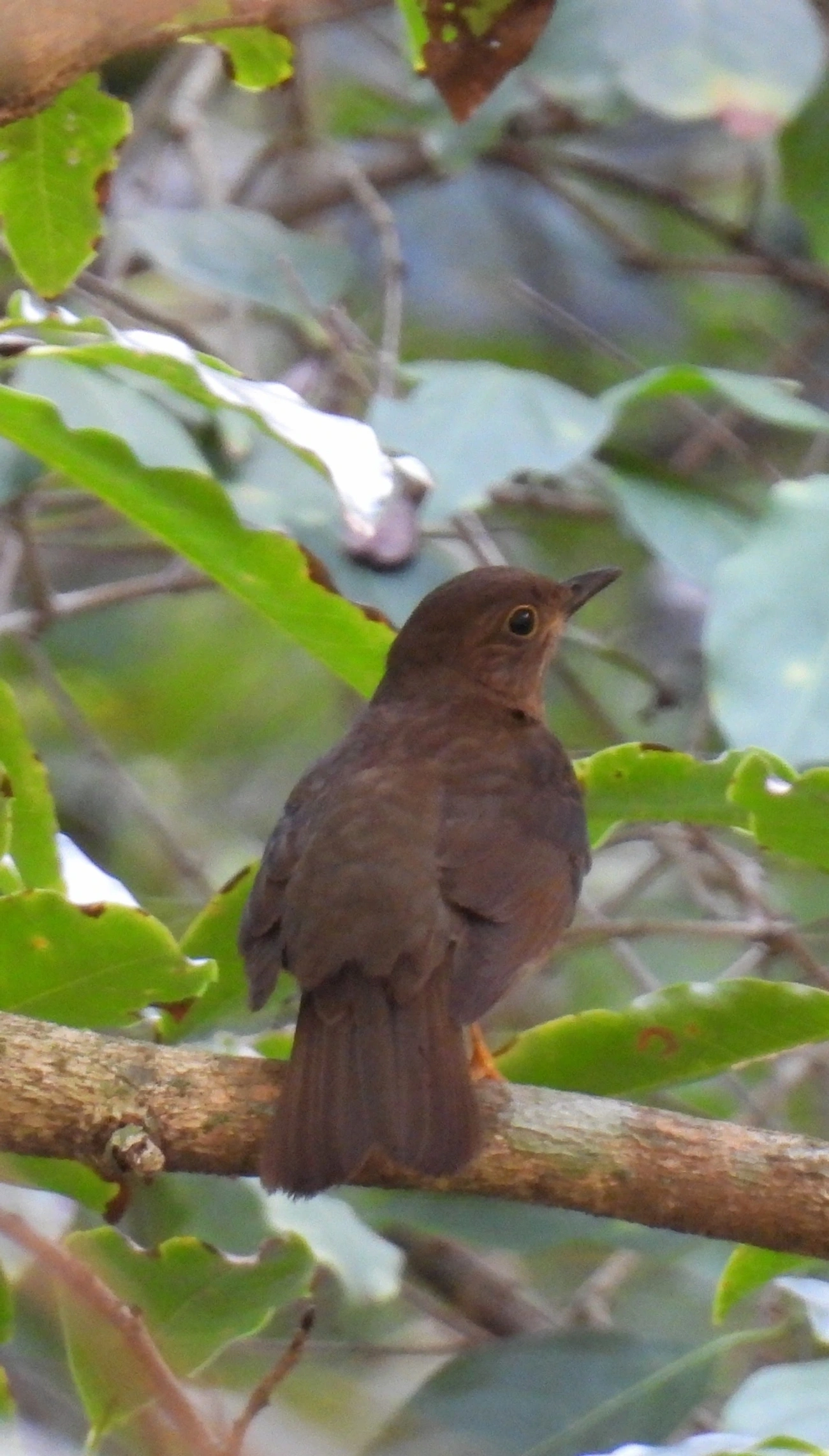Sabiá-una (Turdus flavipes), aves, fotografado em Maresias, São Sebastião