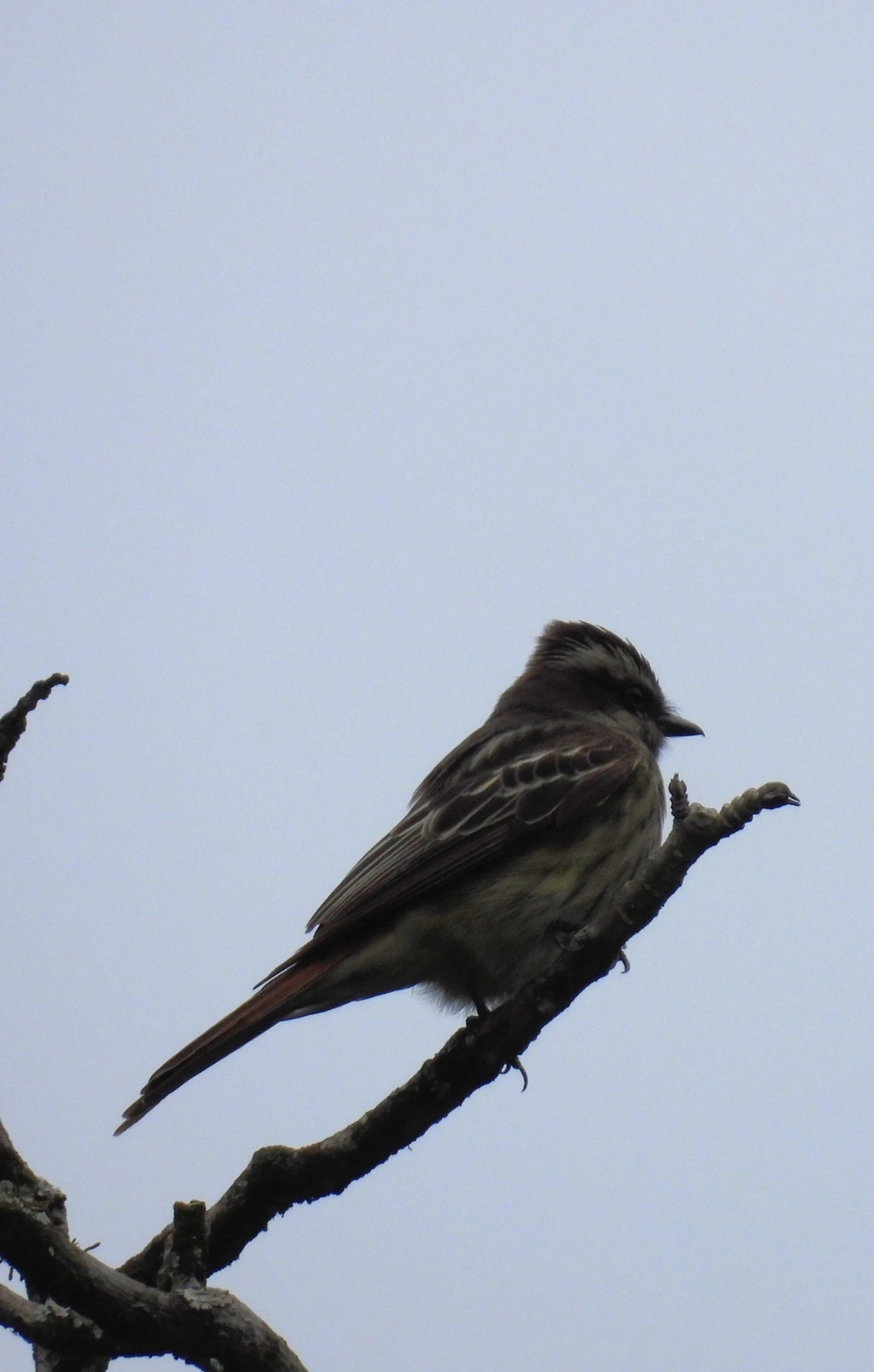 Peitica (Empidonomus varius), aves, fotografado em Santa Isabel