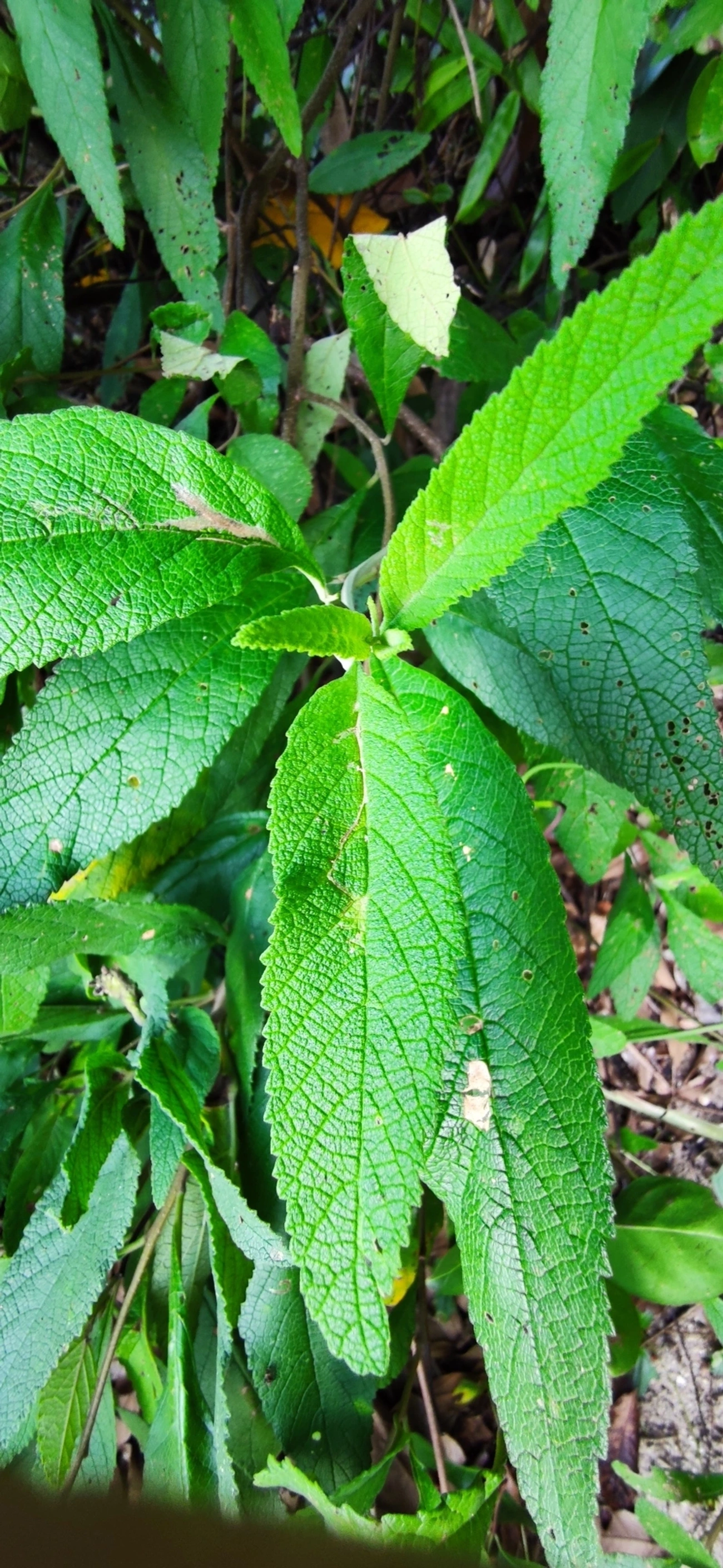 Erva-baleeira (Varronia curassavica), plantas, fotografado em Caraguatatuba