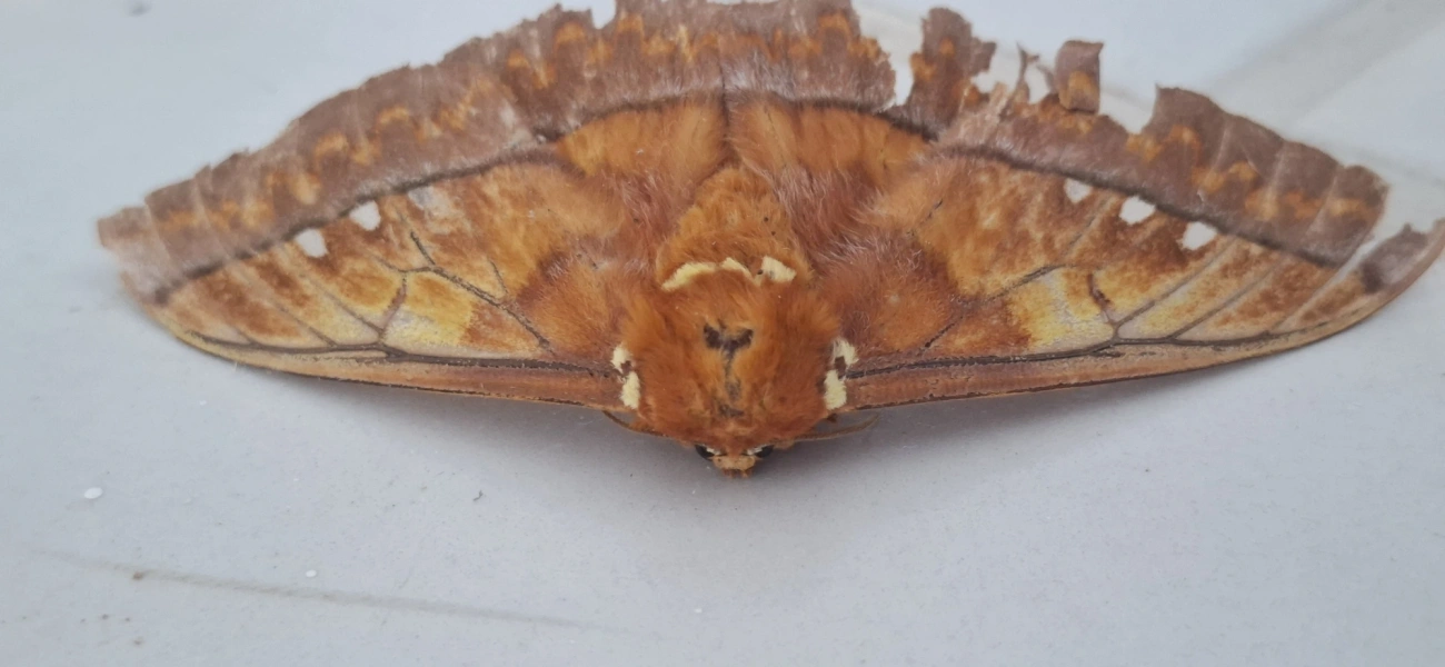 Procitheronia, insetos, fotografado em Amparo