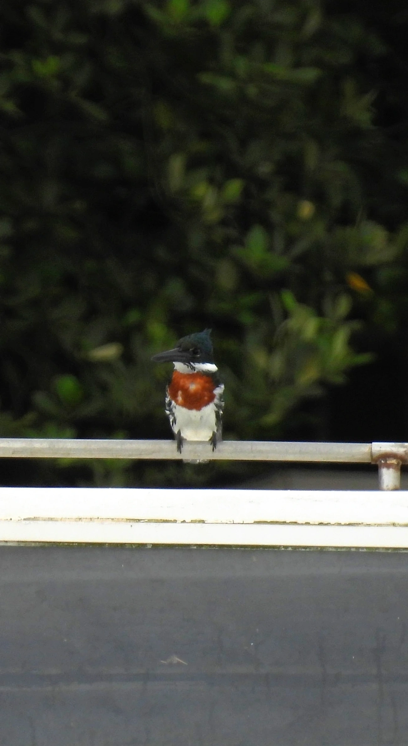 Martim-Pescador-Verde (Chloroceryle amazona), aves, fotografado em Perequê, Ilhabela