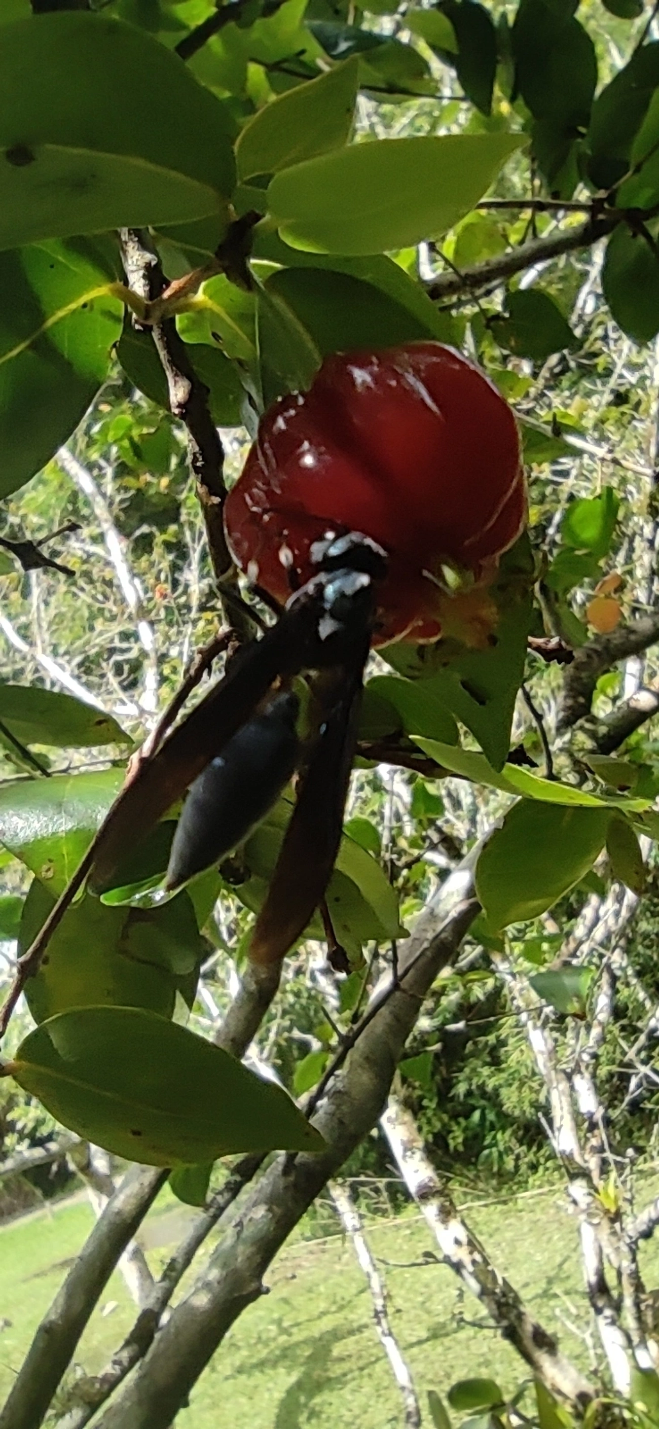 Marimbondo-tatu (Synoeca cyanea), insetos, fotografado em Maresias, São Sebastião