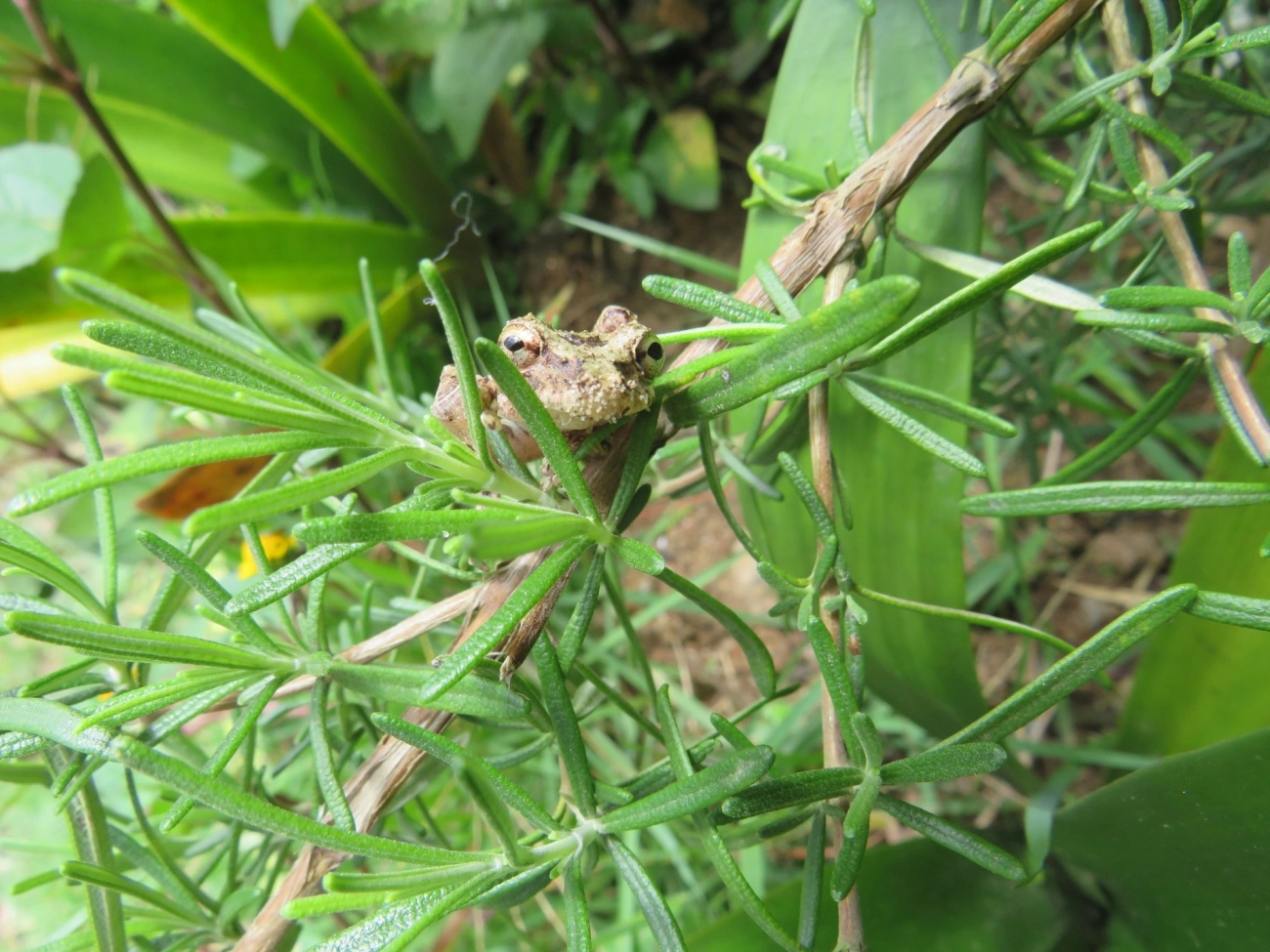 Sapos (Anura), anfíbios, fotografado em Maresias, São Sebastião