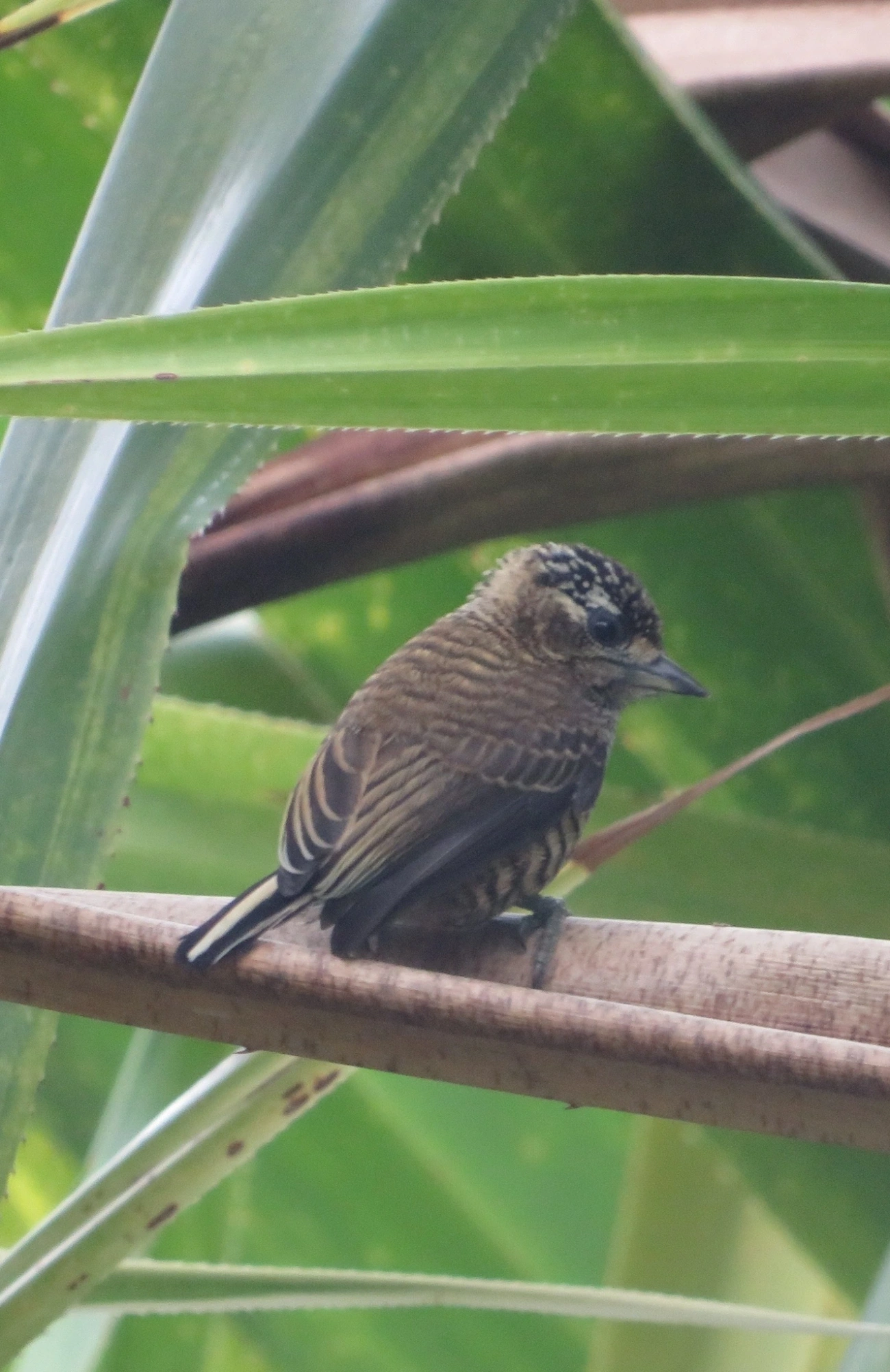 Pica-pau-anão-barrado (Picumnus cirratus), aves, fotografado em Maresias, São Sebastião