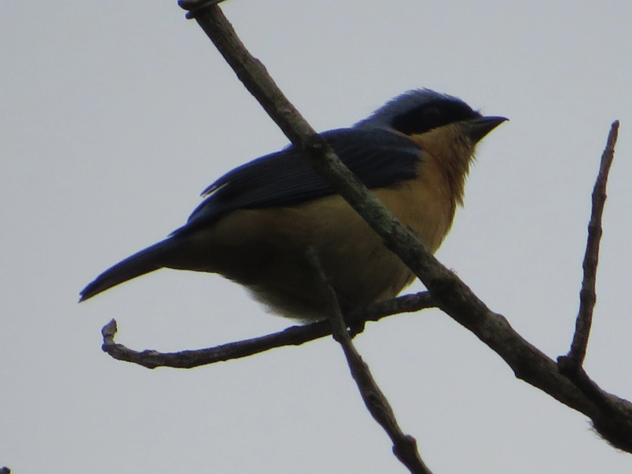 Saíra-Viúva (Pipraeidea melanonota), aves, fotografado em Maresias, São Sebastião